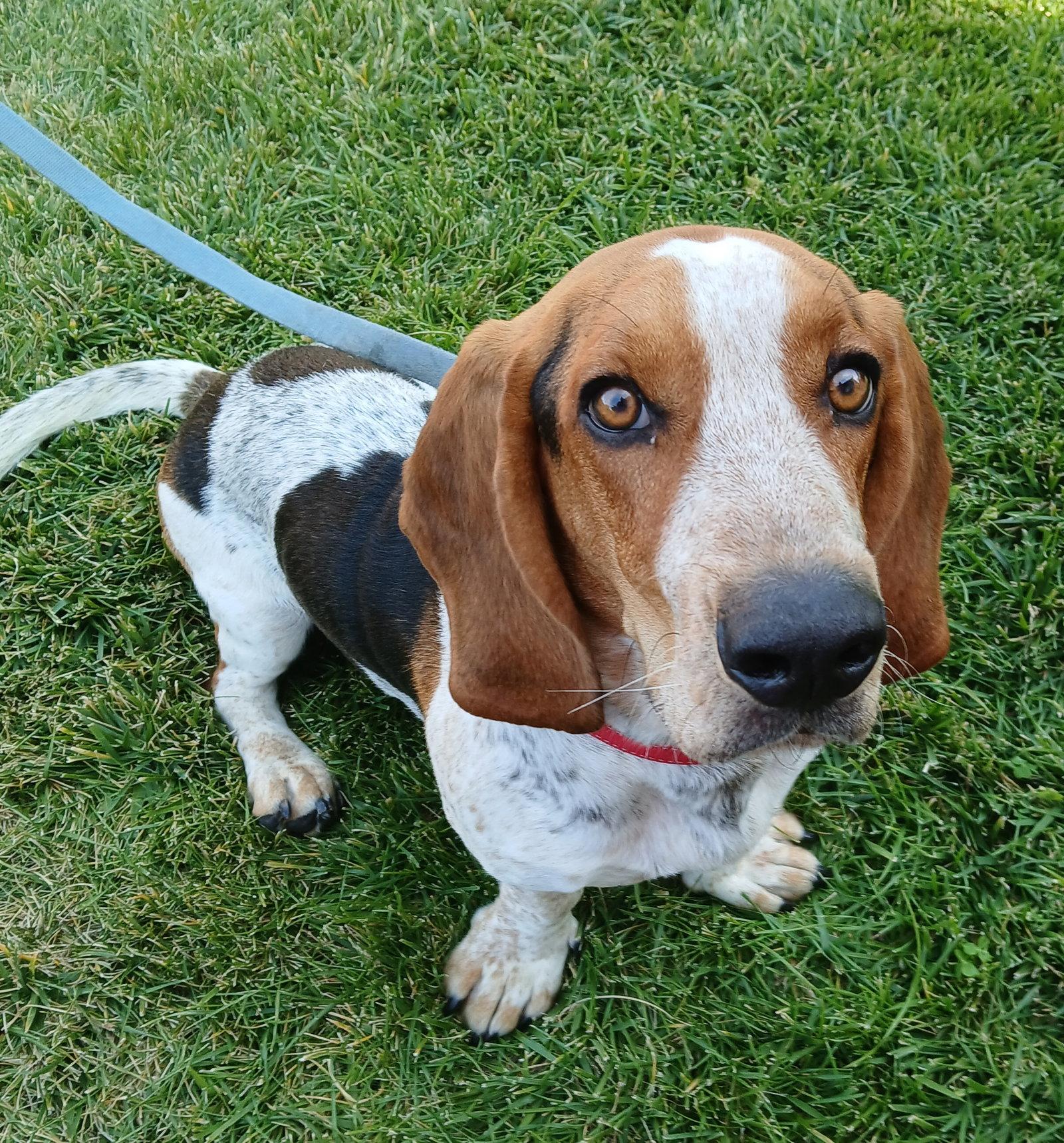 Enlarge Jasper (Antioch), a Adopted Basset Hound in Petaluma, CA image 2/2