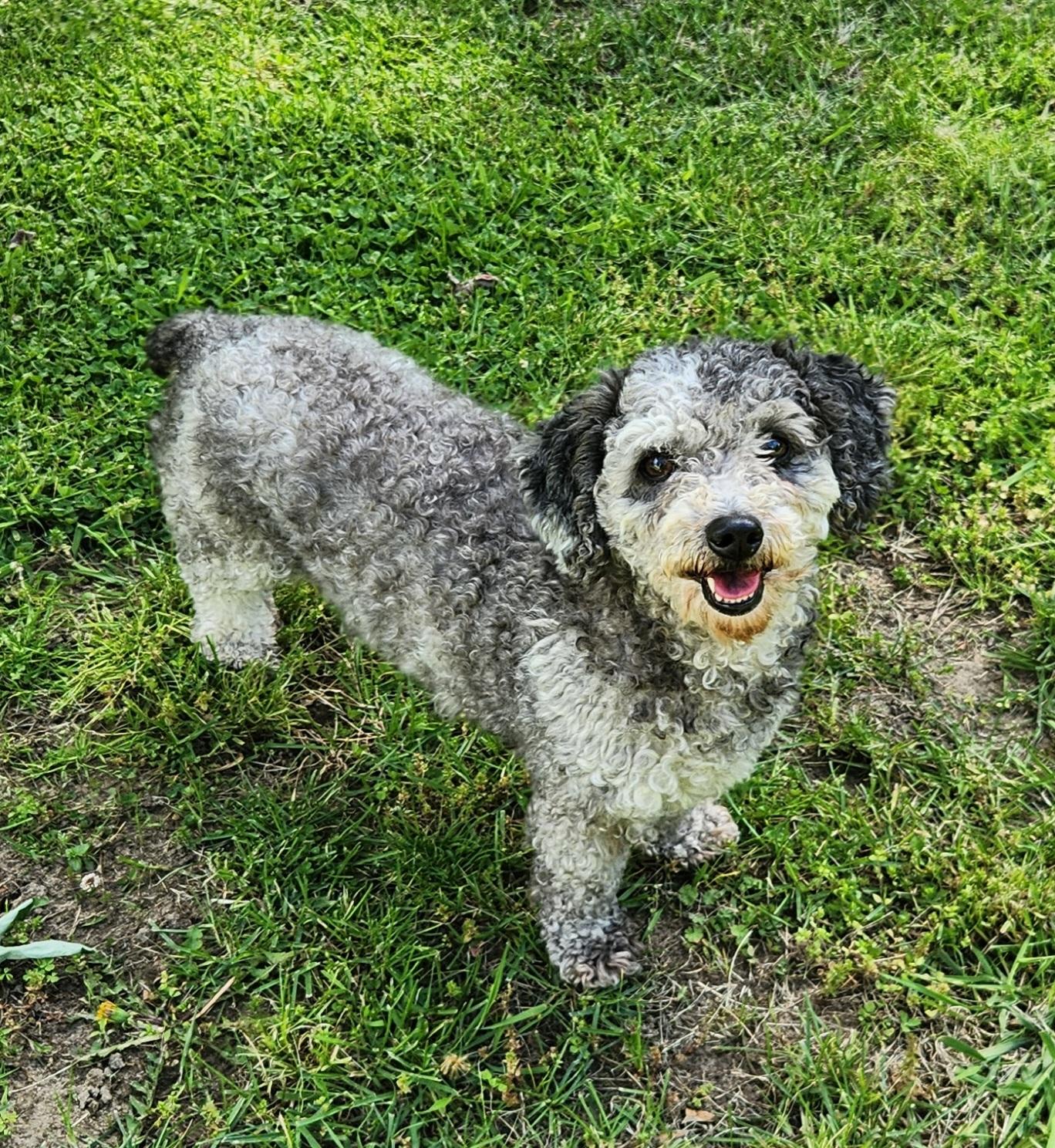 Enlarge Fluffy, an adopted Miniature Poodle in Liberty Center, OH image 4/6