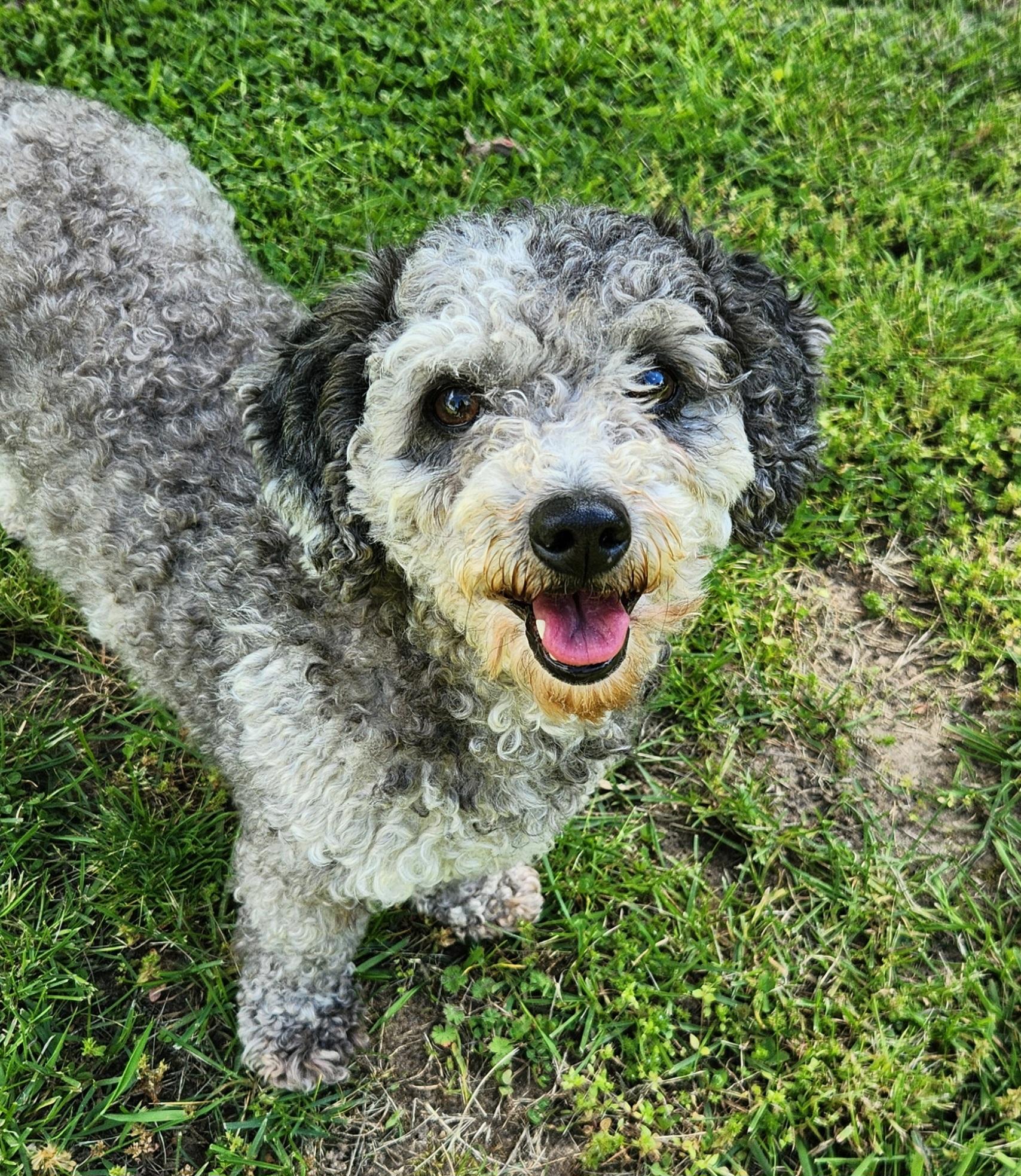 Fluffy, adopted, Young Female Miniature Poodle.
