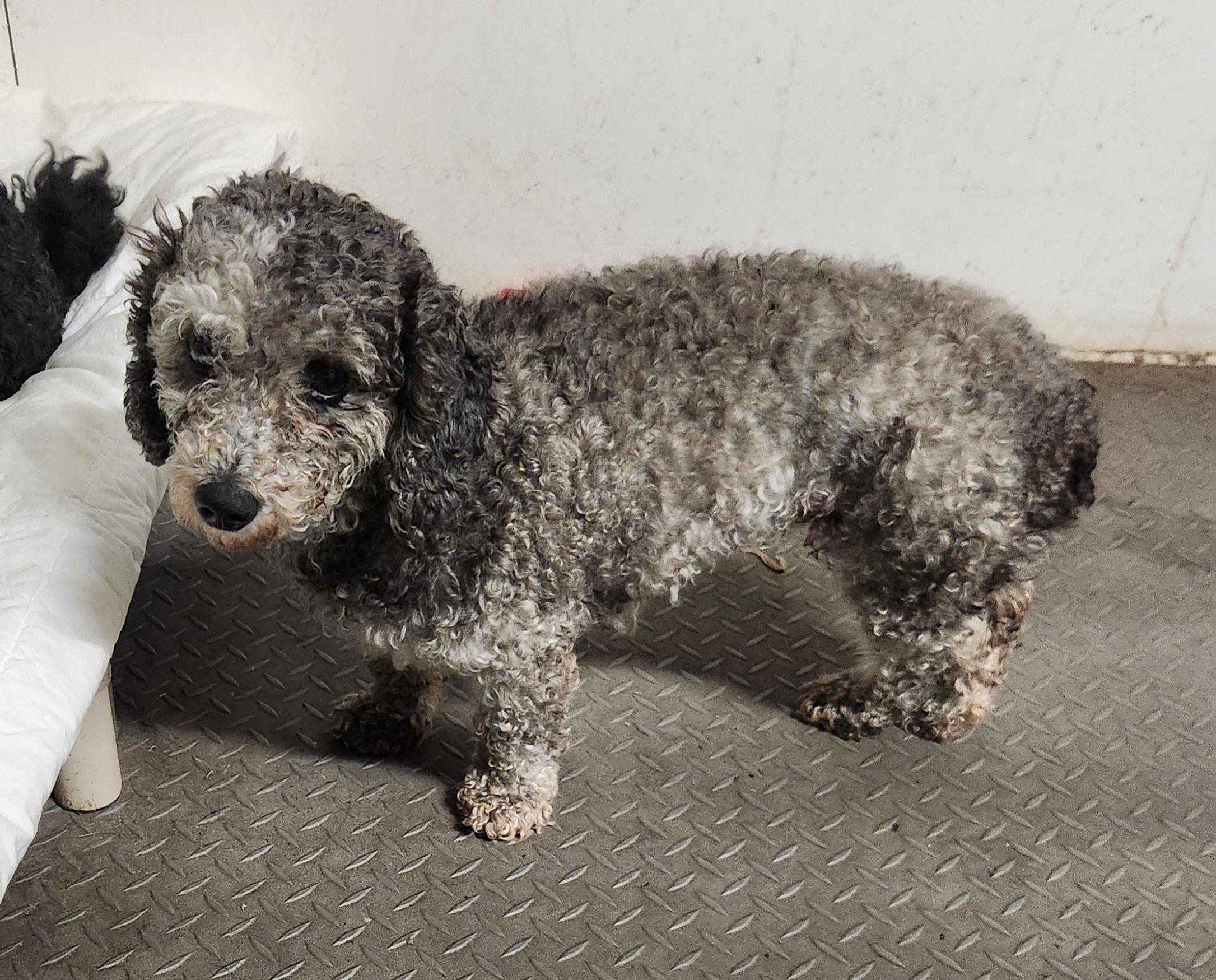 Enlarge Fluffy, an adopted Miniature Poodle in Liberty Center, OH image 6/6