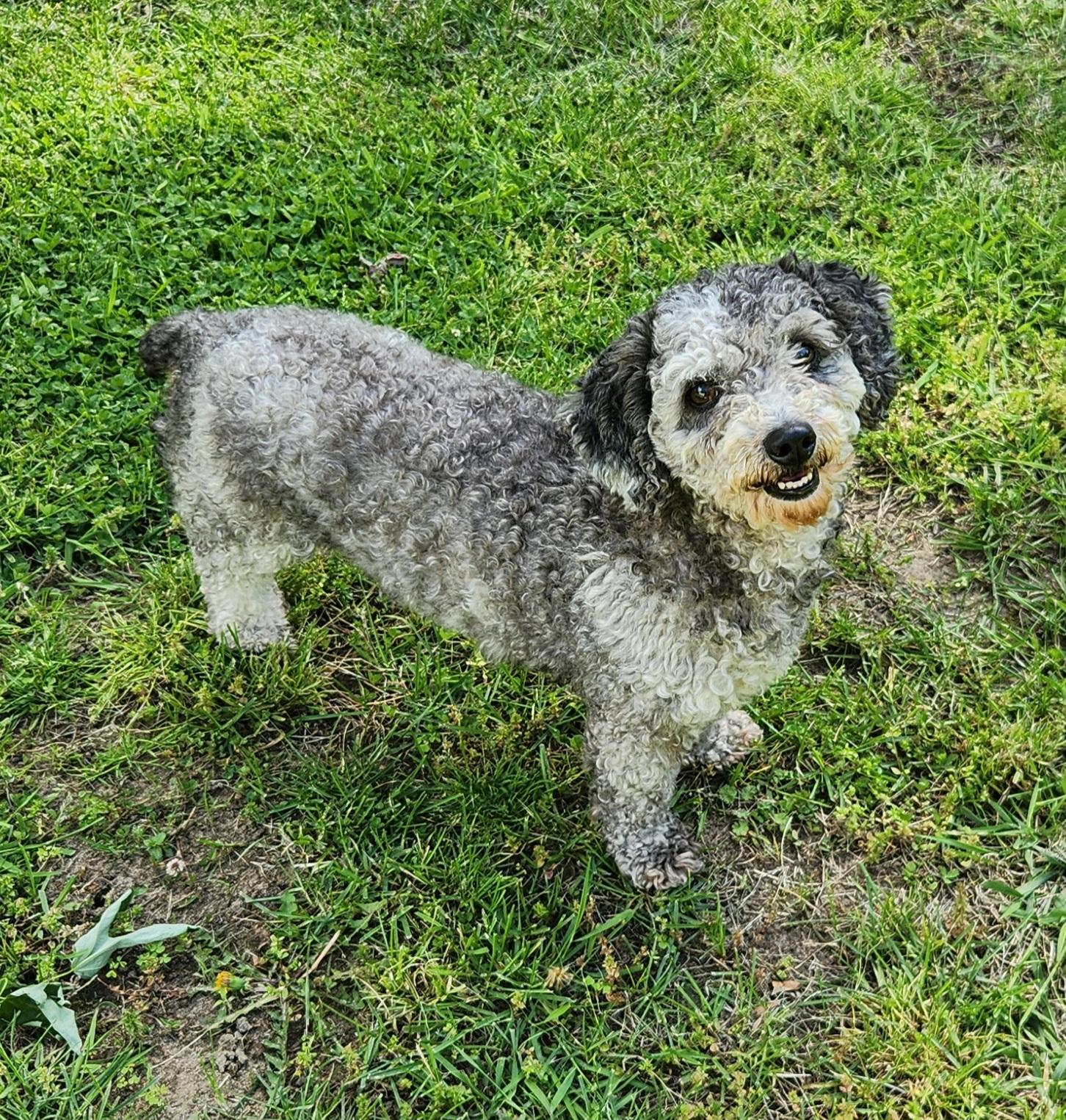Enlarge Fluffy, an adopted Miniature Poodle in Liberty Center, OH image 5/6