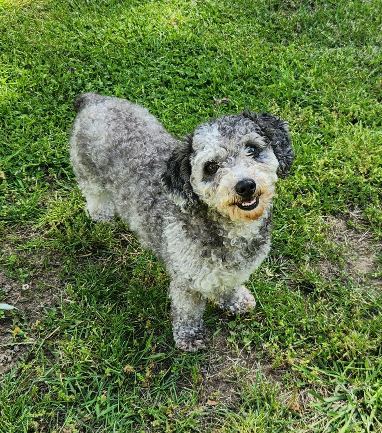 Enlarge Fluffy, an adopted Miniature Poodle in Liberty Center, OH image 2/6