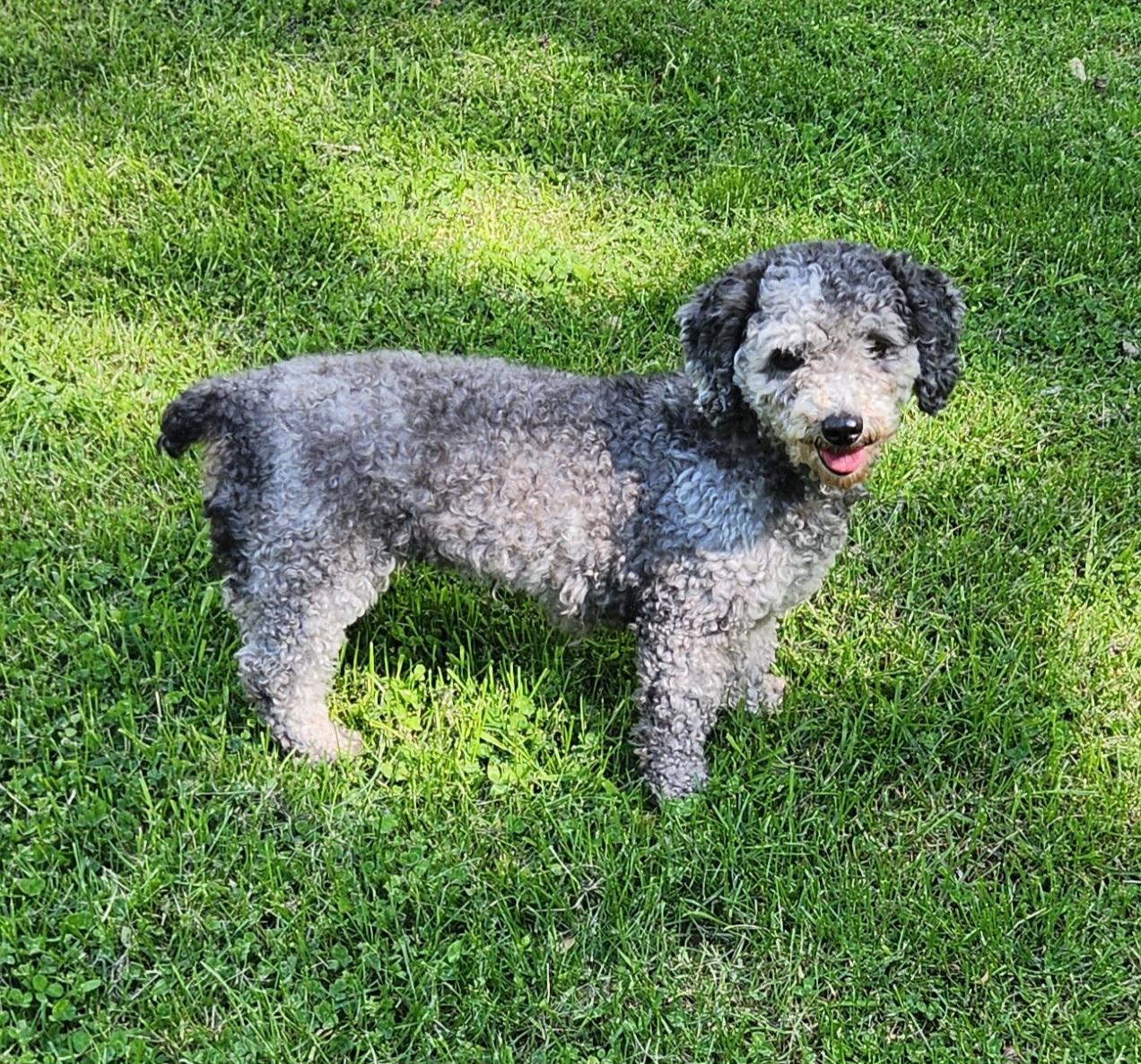 Enlarge Fluffy, an adopted Miniature Poodle in Liberty Center, OH image 3/6
