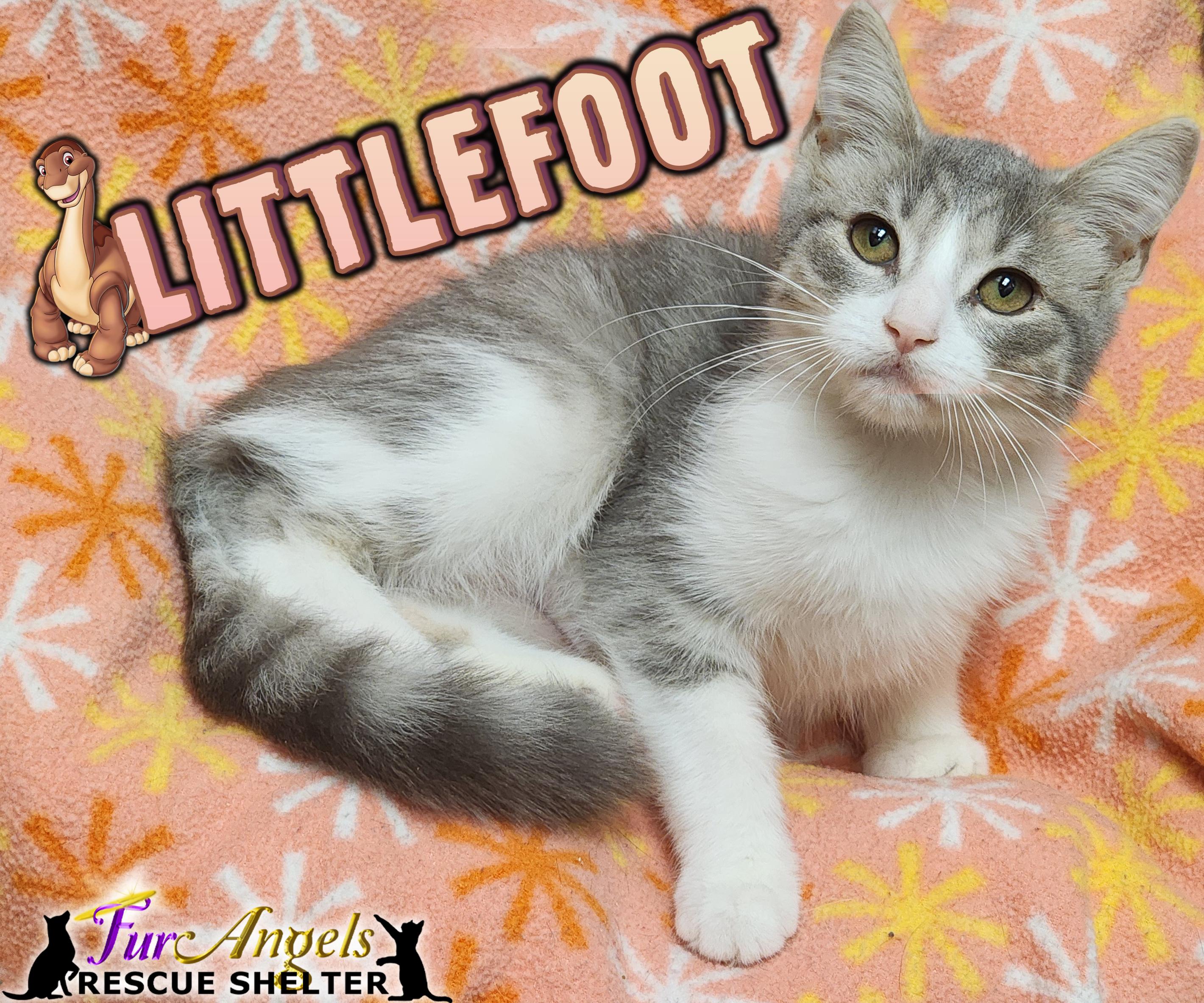 Enlarge Littlefoot, a Adoptable Domestic Short Hair in Toledo, OH image 1/1
