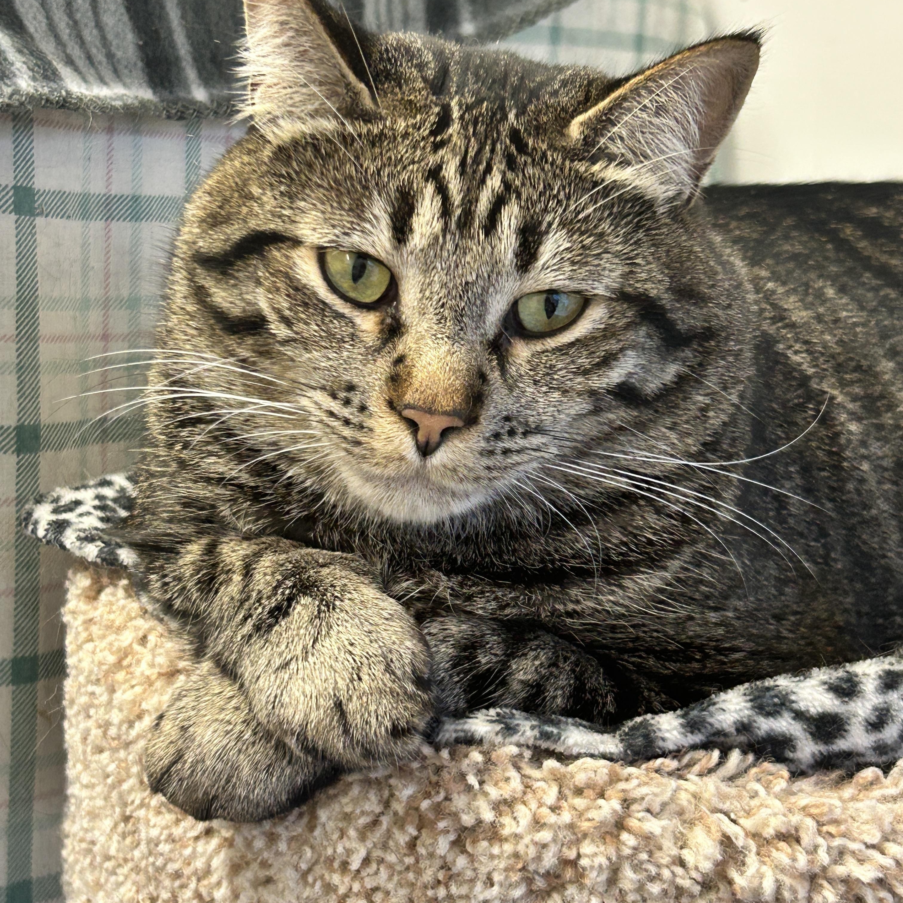 Enlarge Ringgit (Bonded with Magnus), a Adoptable Domestic Short Hair in Maple Ridge, BC image 1/6