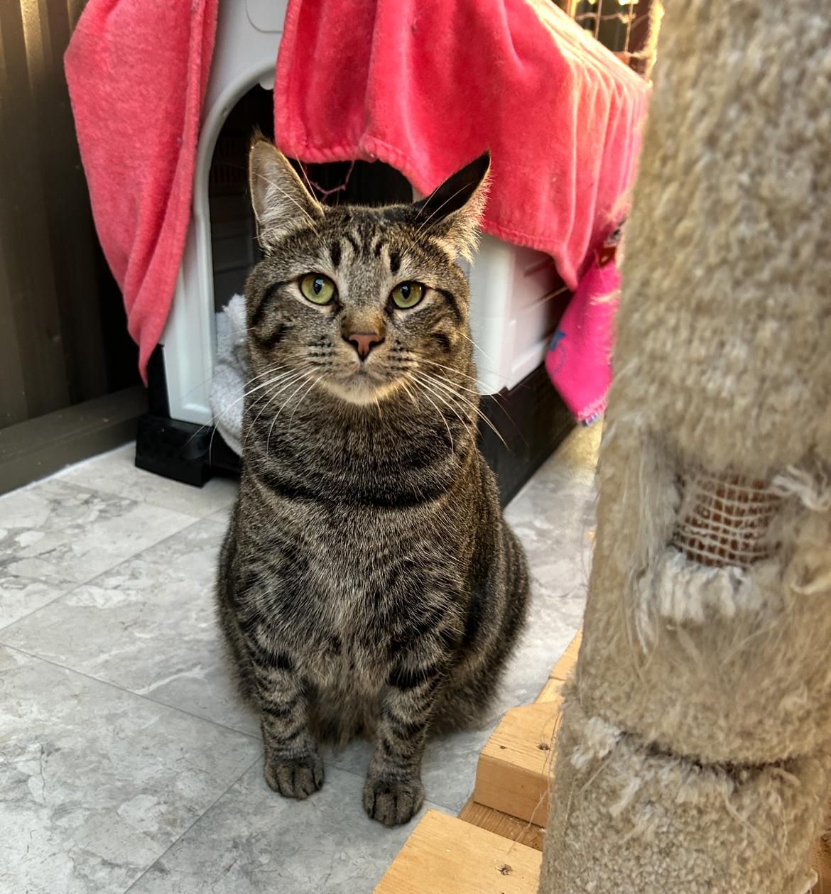 Ringgit, a Adoptable Domestic Short Hair image 3/6