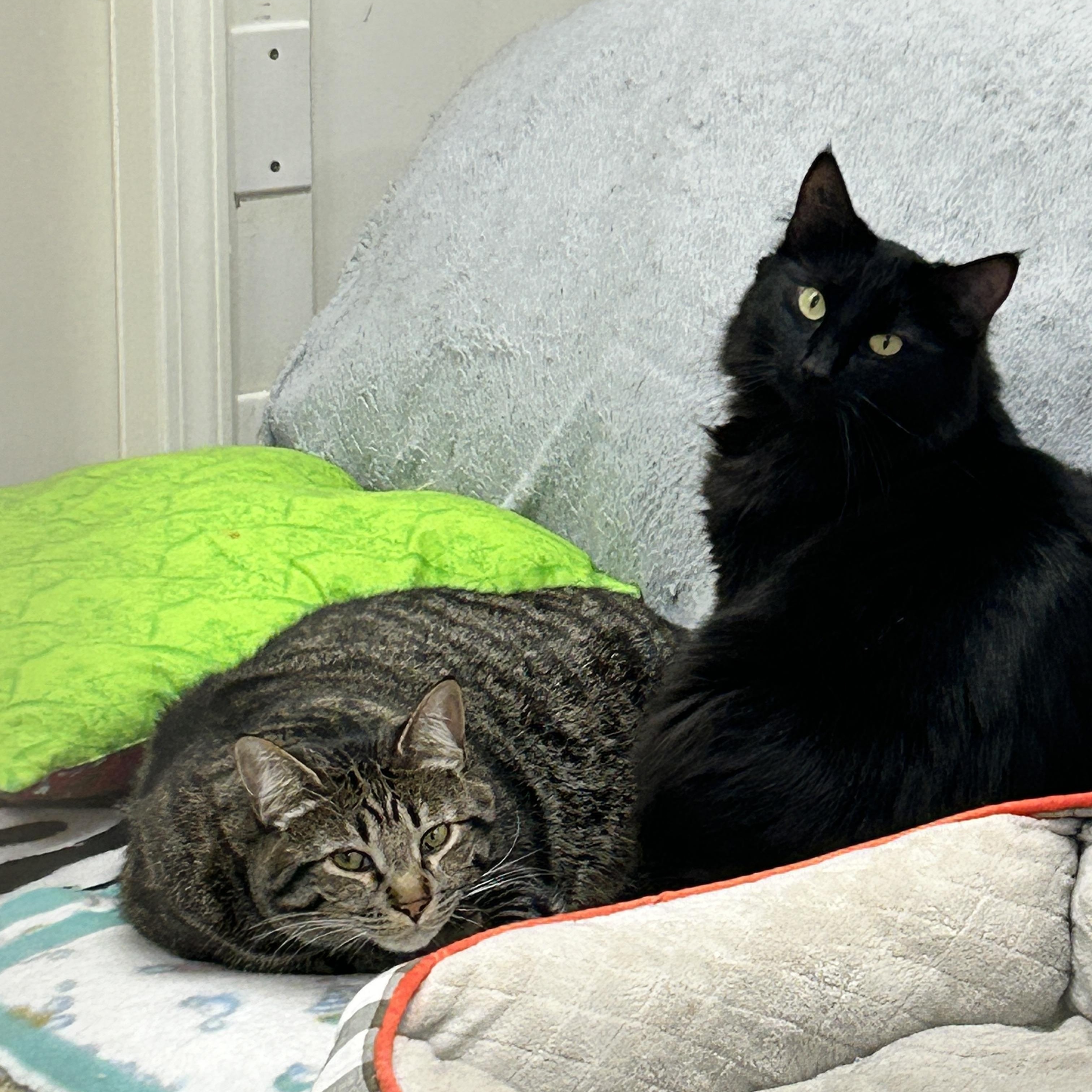Enlarge Ringgit (Bonded with Magnus), a Adoptable Domestic Short Hair in Maple Ridge, BC image 3/6