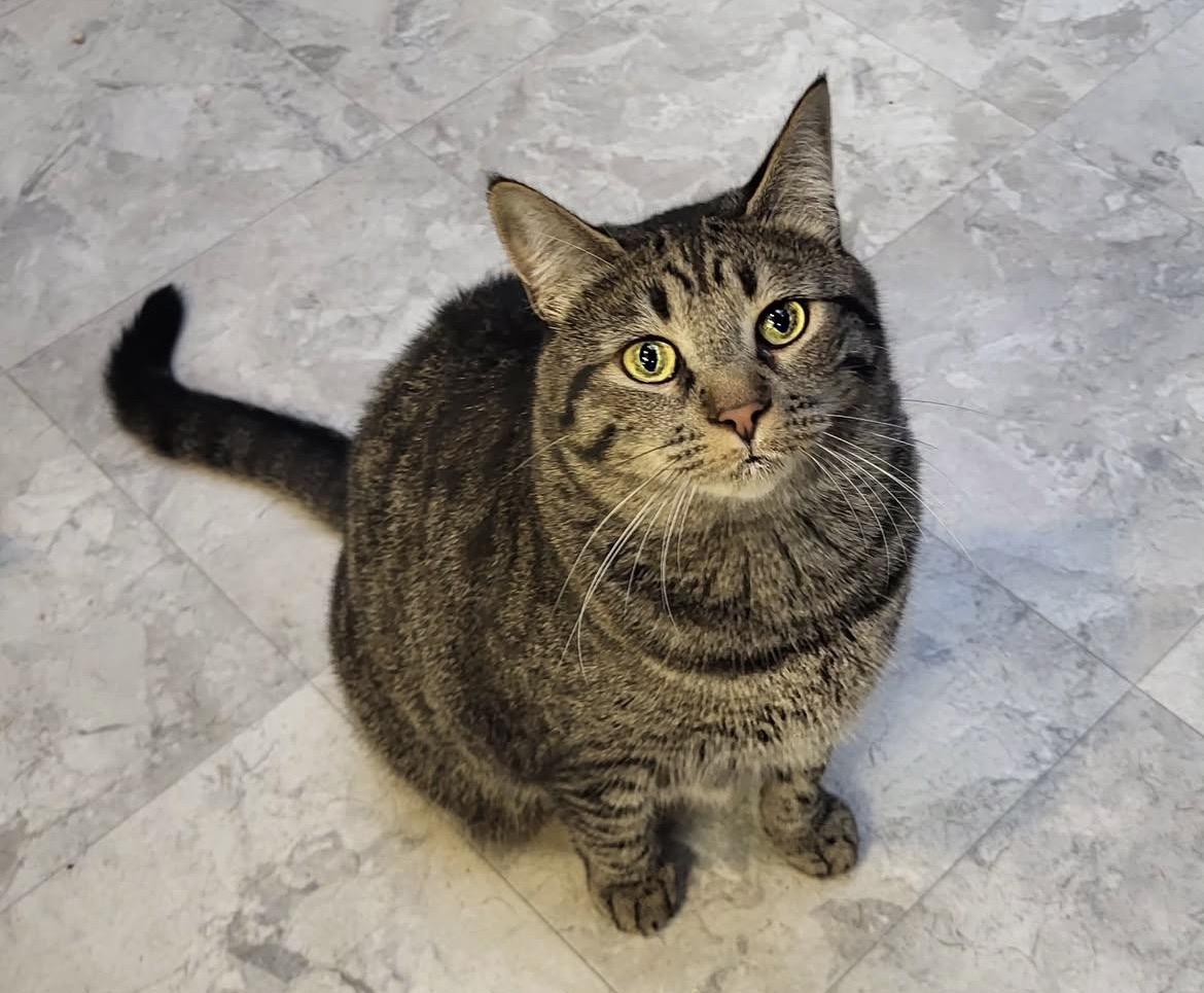 Ringgit, a Adoptable Domestic Short Hair image 1/6