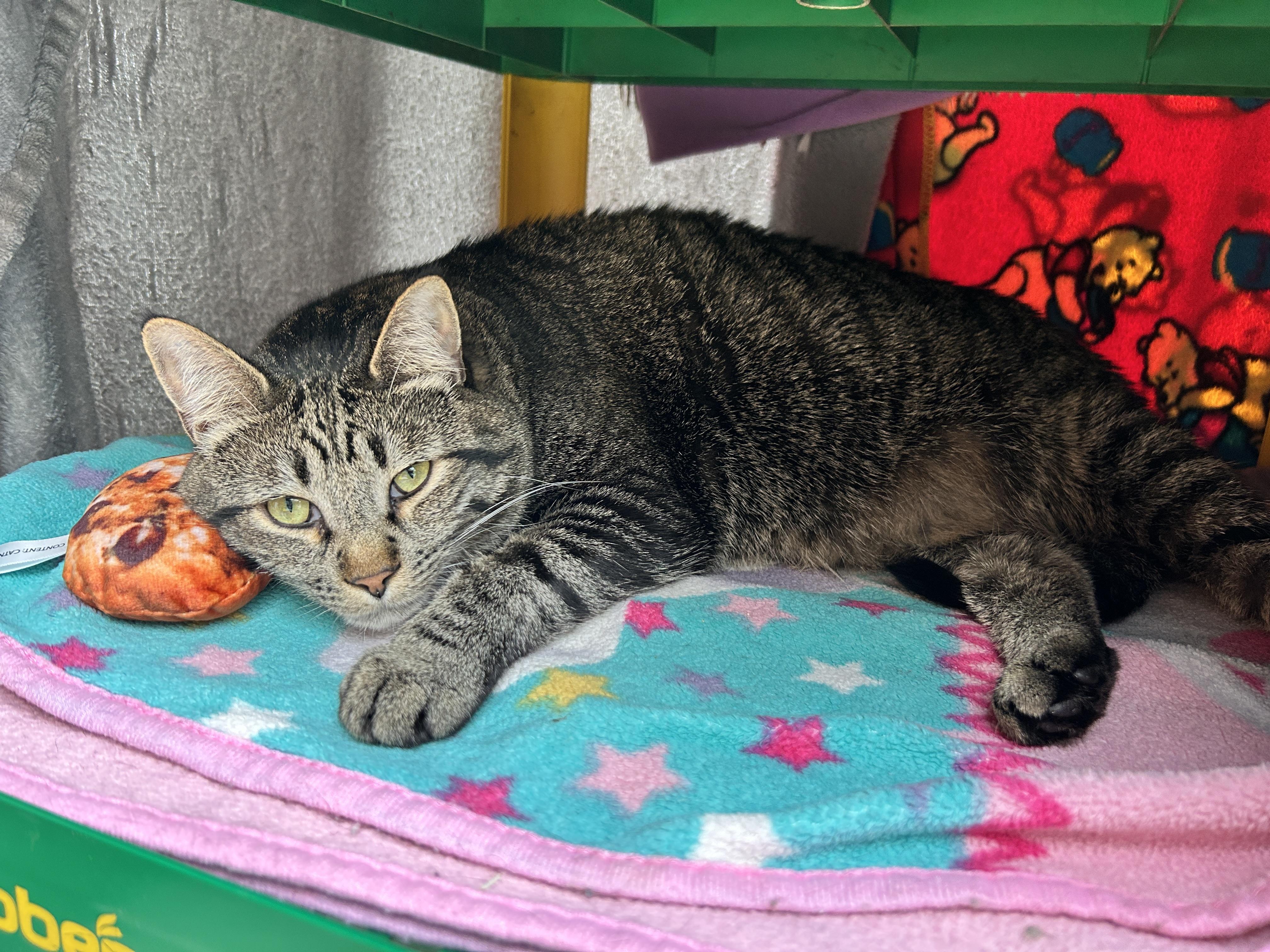 Ringgit (Bonded with Magnus), Adoptable, Young Male Domestic Short Hair.