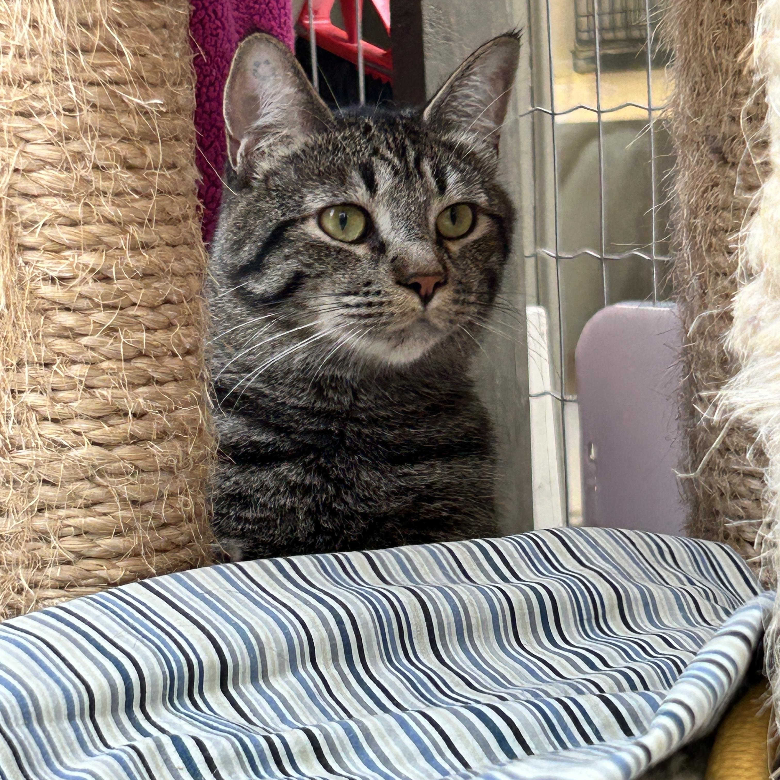 Ringgit, a Adoptable Domestic Short Hair image 6/6