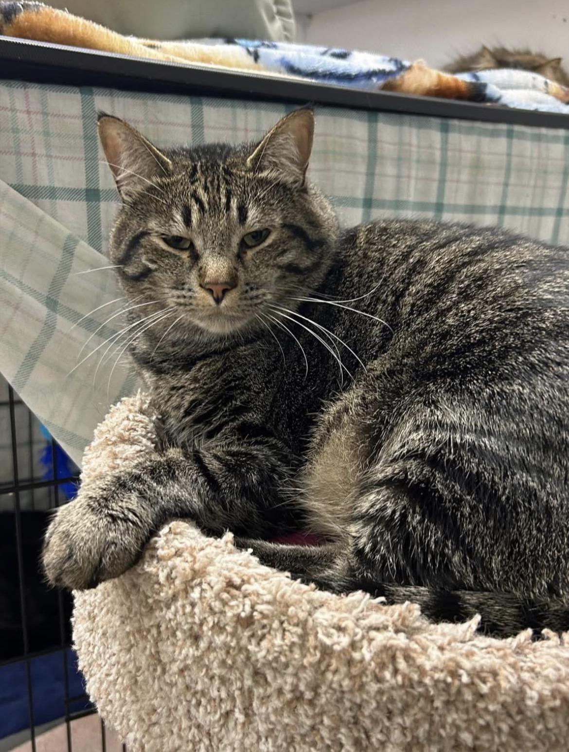 Ringgit, a Adoptable Domestic Short Hair in Maple Ridge, BC image 1/6