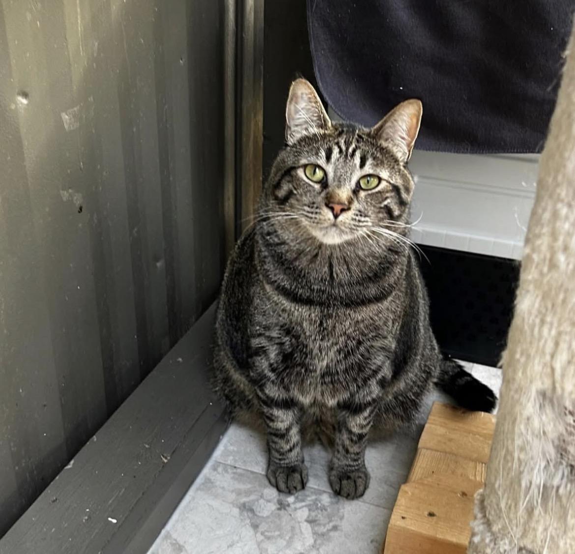 Ringgit (Bonded with Magnus), Adoptable, Young Male Domestic Short Hair.