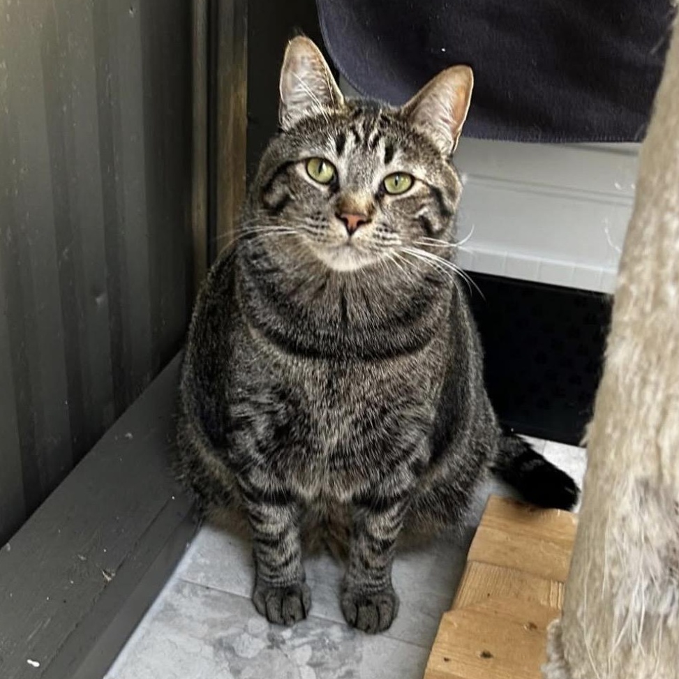 Enlarge Ringgit (Bonded with Magnus), a Adoptable Domestic Short Hair in Maple Ridge, BC image 2/6