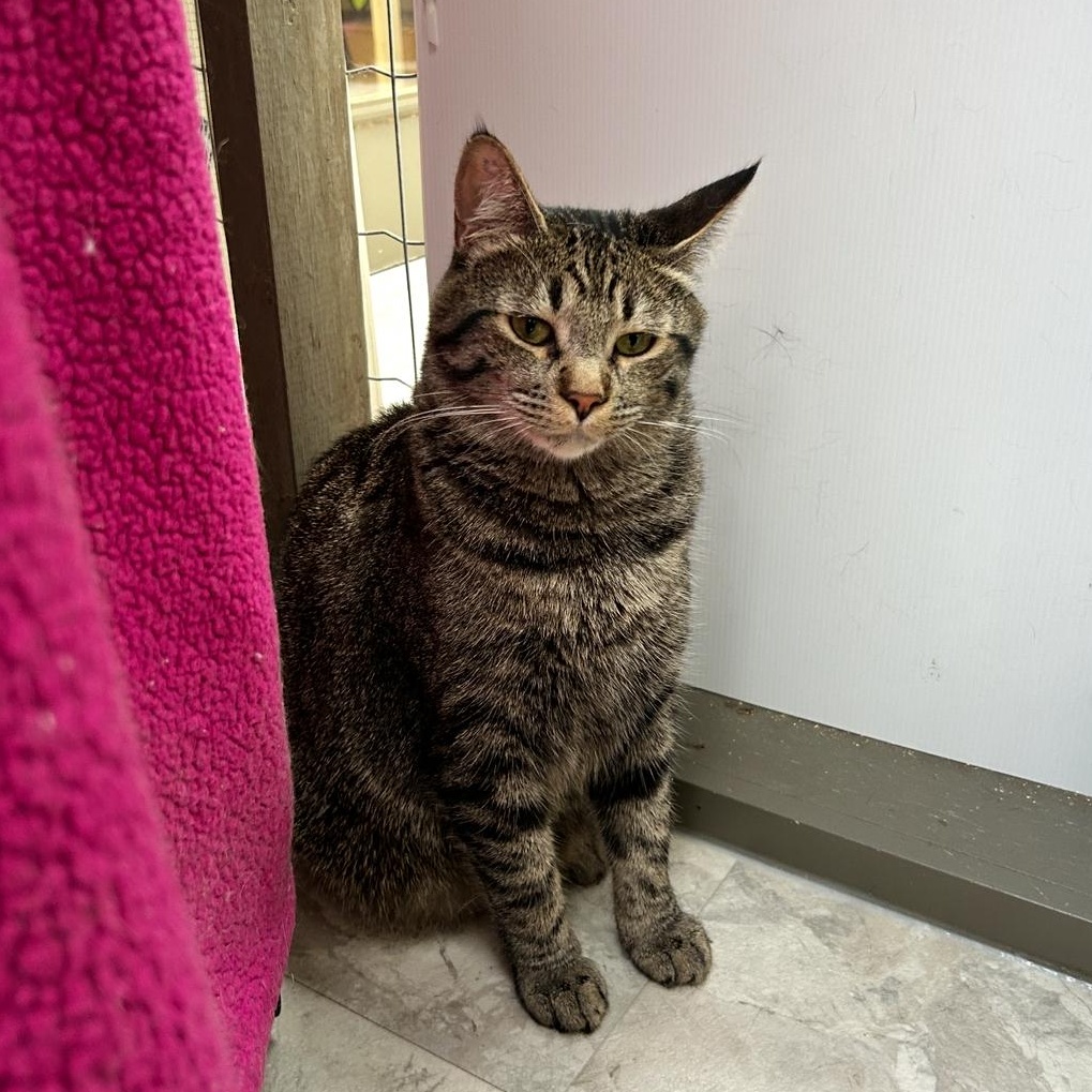 Ringgit, a Adoptable Domestic Short Hair image 5/6