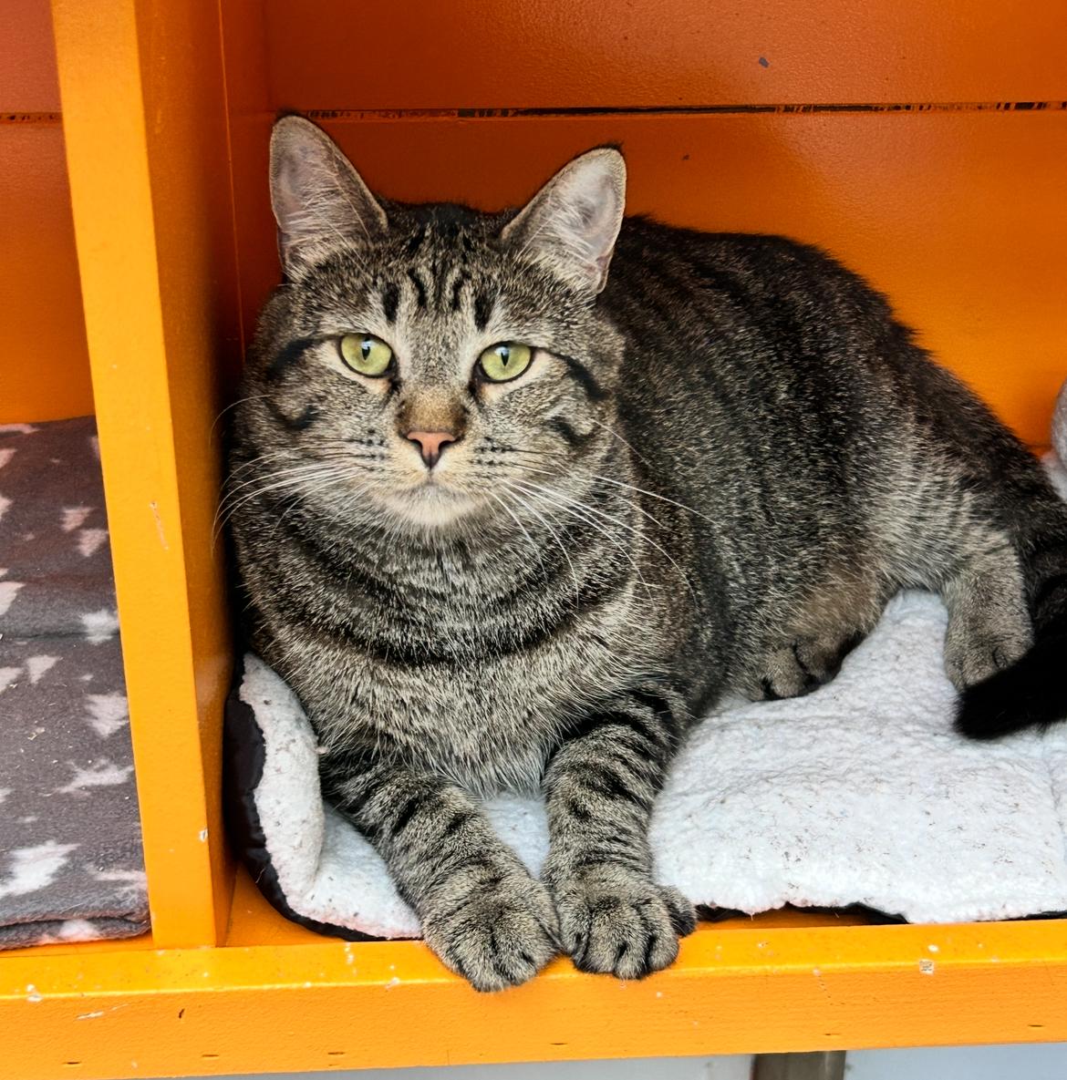 Ringgit, a Adoptable Domestic Short Hair image 4/6