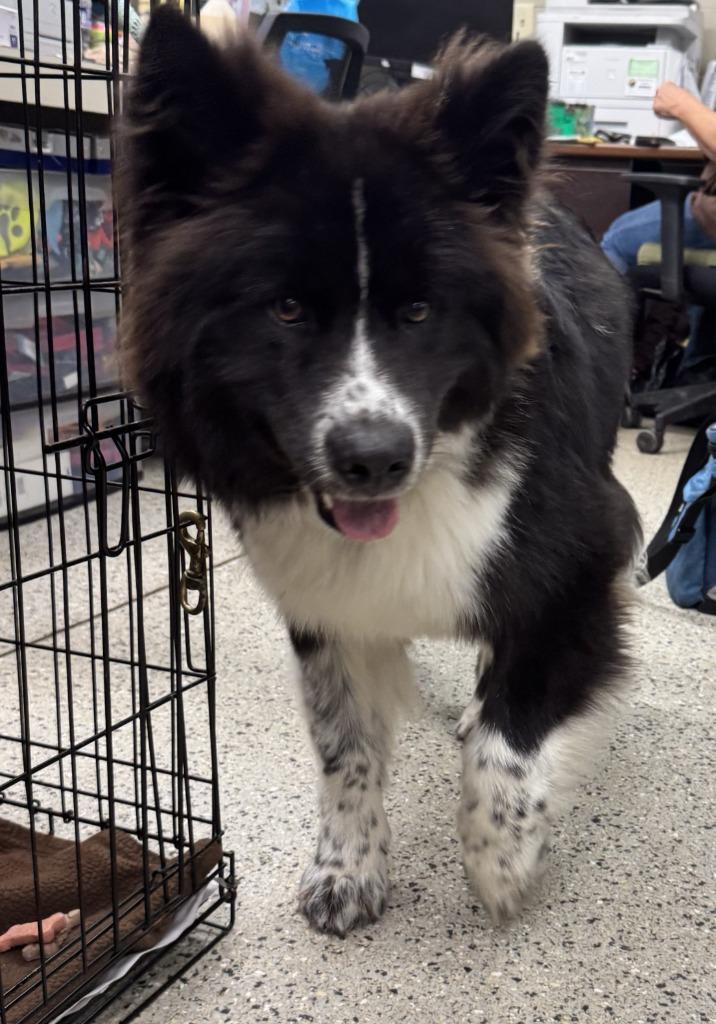 Chow Chows for Adoption in St Clairsville, Ohio | Petfinder