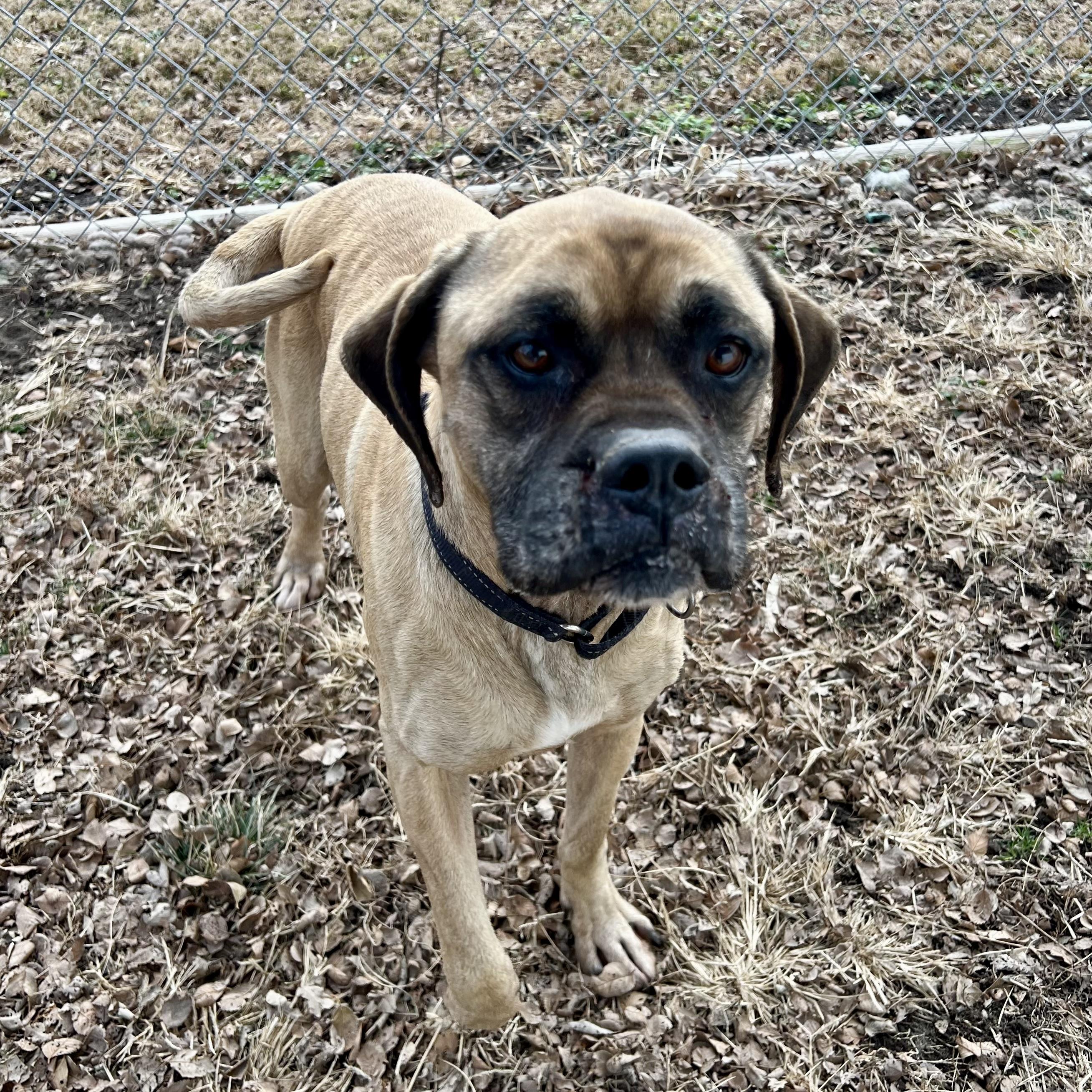 Dexter, a ADOPTABLE mixed breed in Albany, MO image 1/6