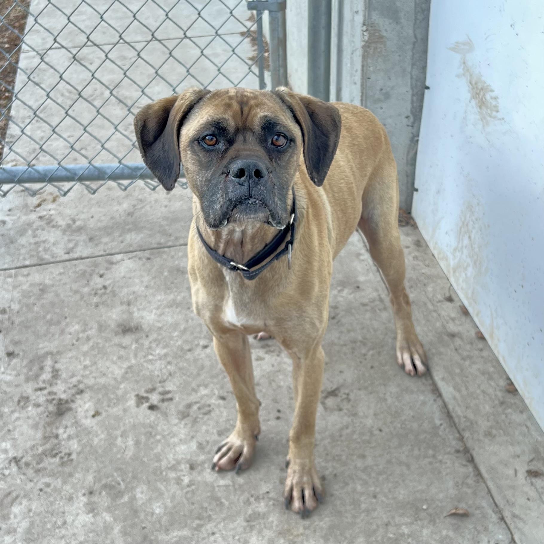 Dexter, a ADOPTABLE mixed breed in Albany, MO image 2/6