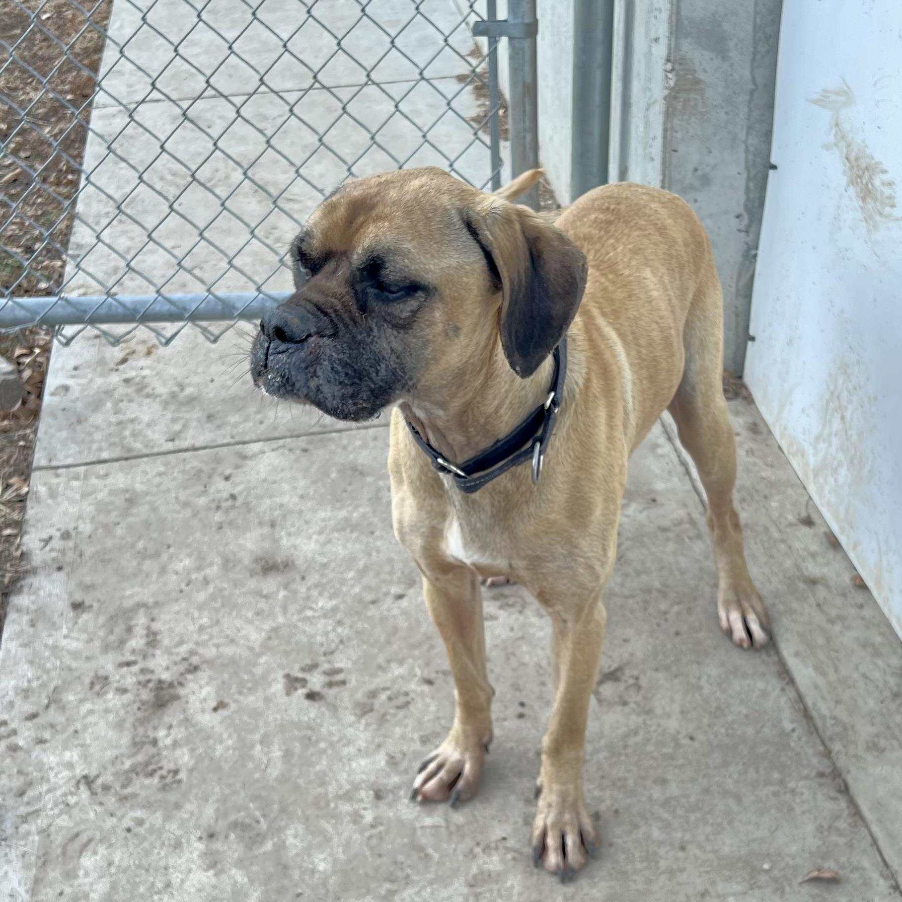 Dexter, a ADOPTABLE mixed breed in Albany, MO image 3/6