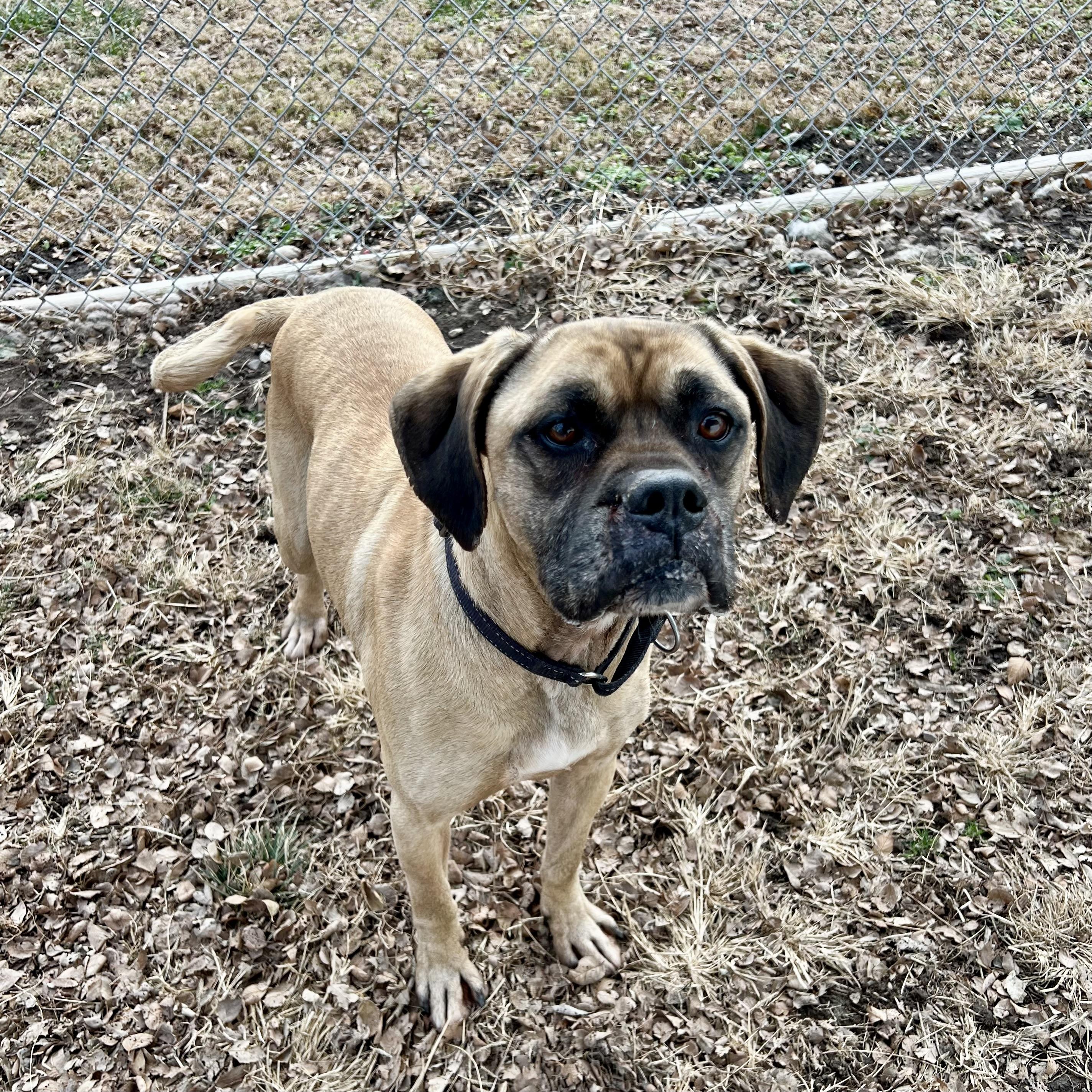 Dexter, a ADOPTABLE mixed breed in Albany, MO image 4/6
