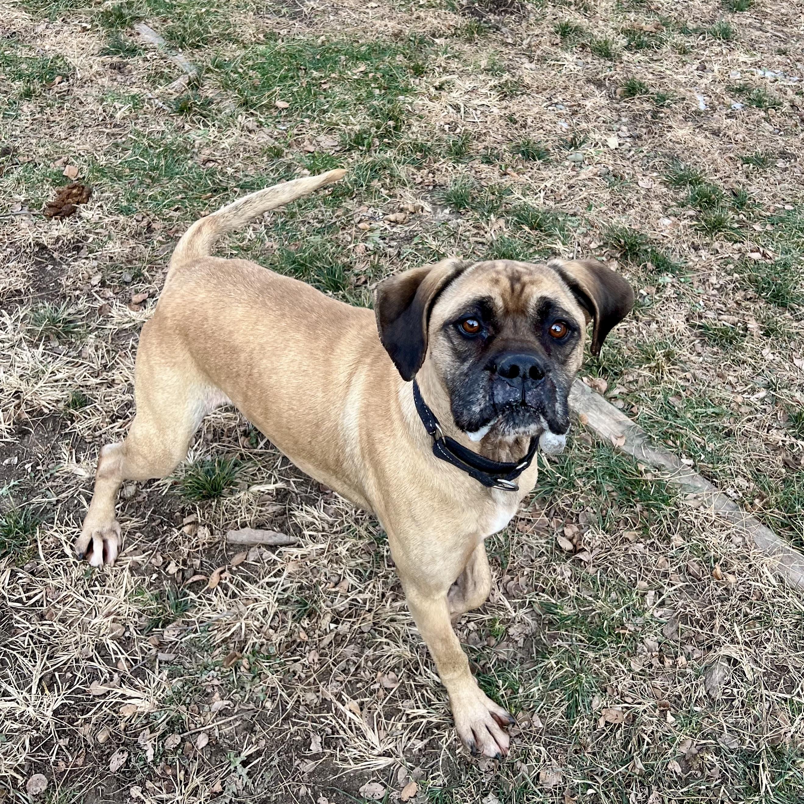 Dexter, a ADOPTABLE mixed breed in Albany, MO image 5/6