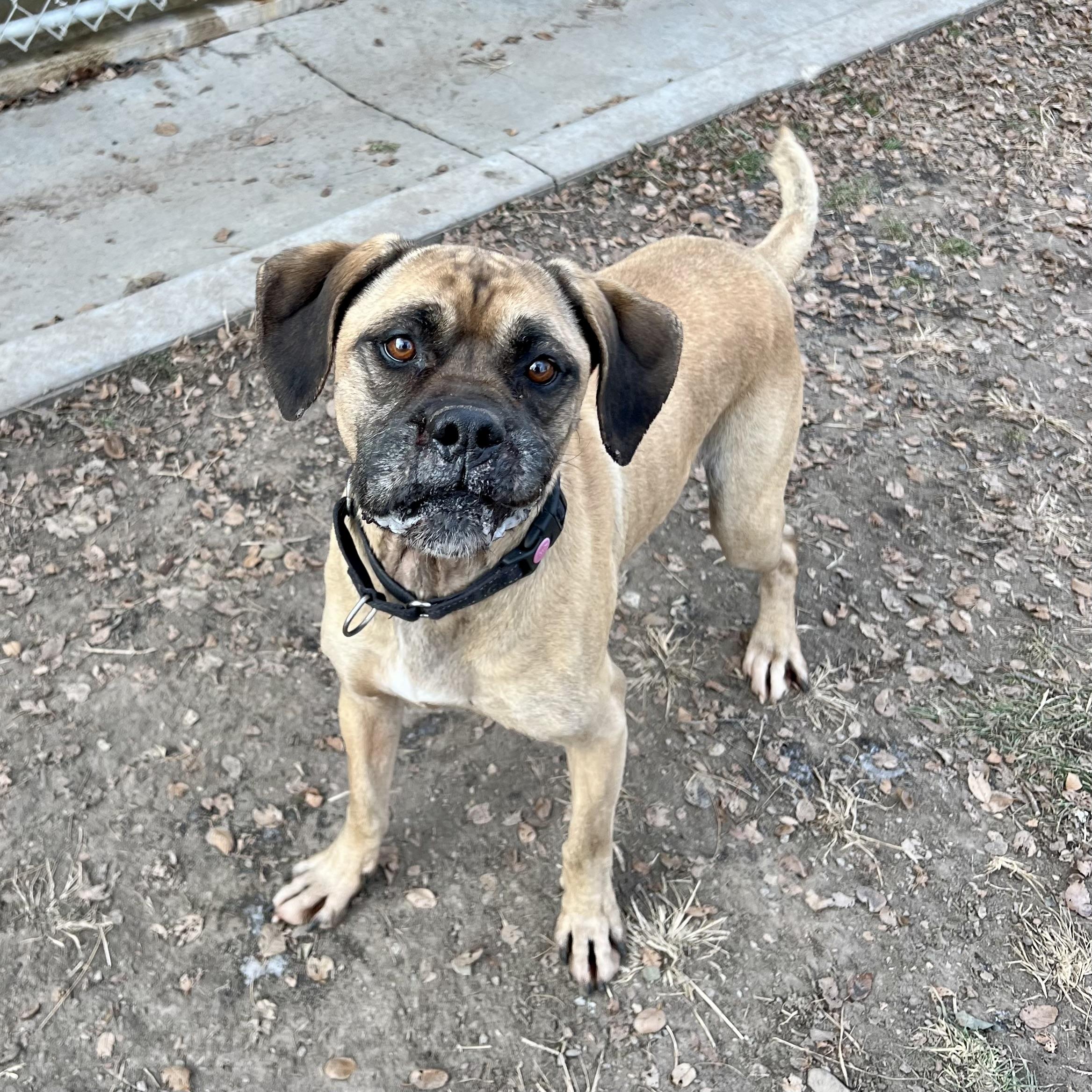 Dexter, a ADOPTABLE mixed breed in Albany, MO image 6/6