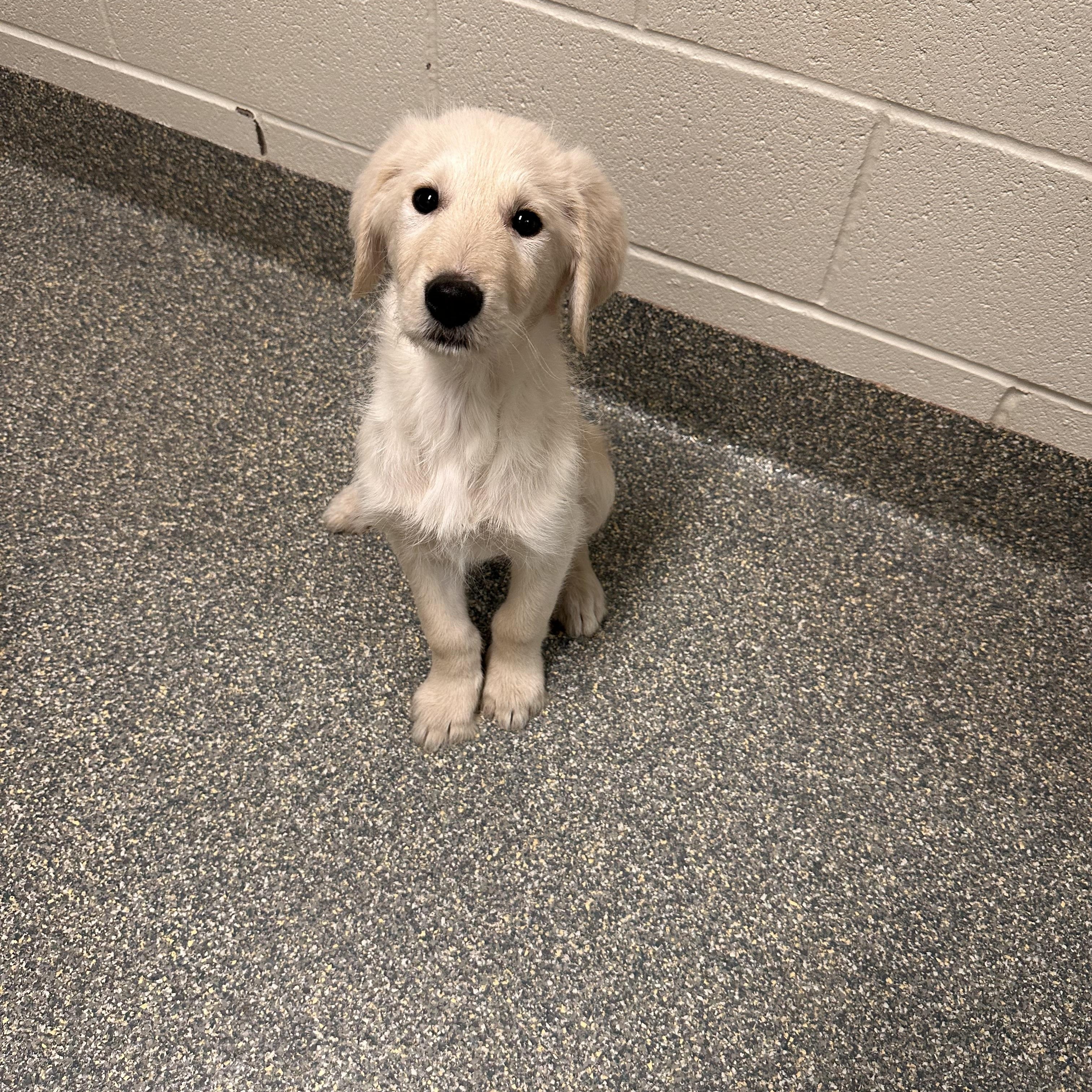 Kobe, adopted, Puppy Male Golden Retriever & Anatolian Shepherd.