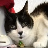 Enlarge Brody, a ADOPTABLE mixed breed in Lansing, MI image 1/1