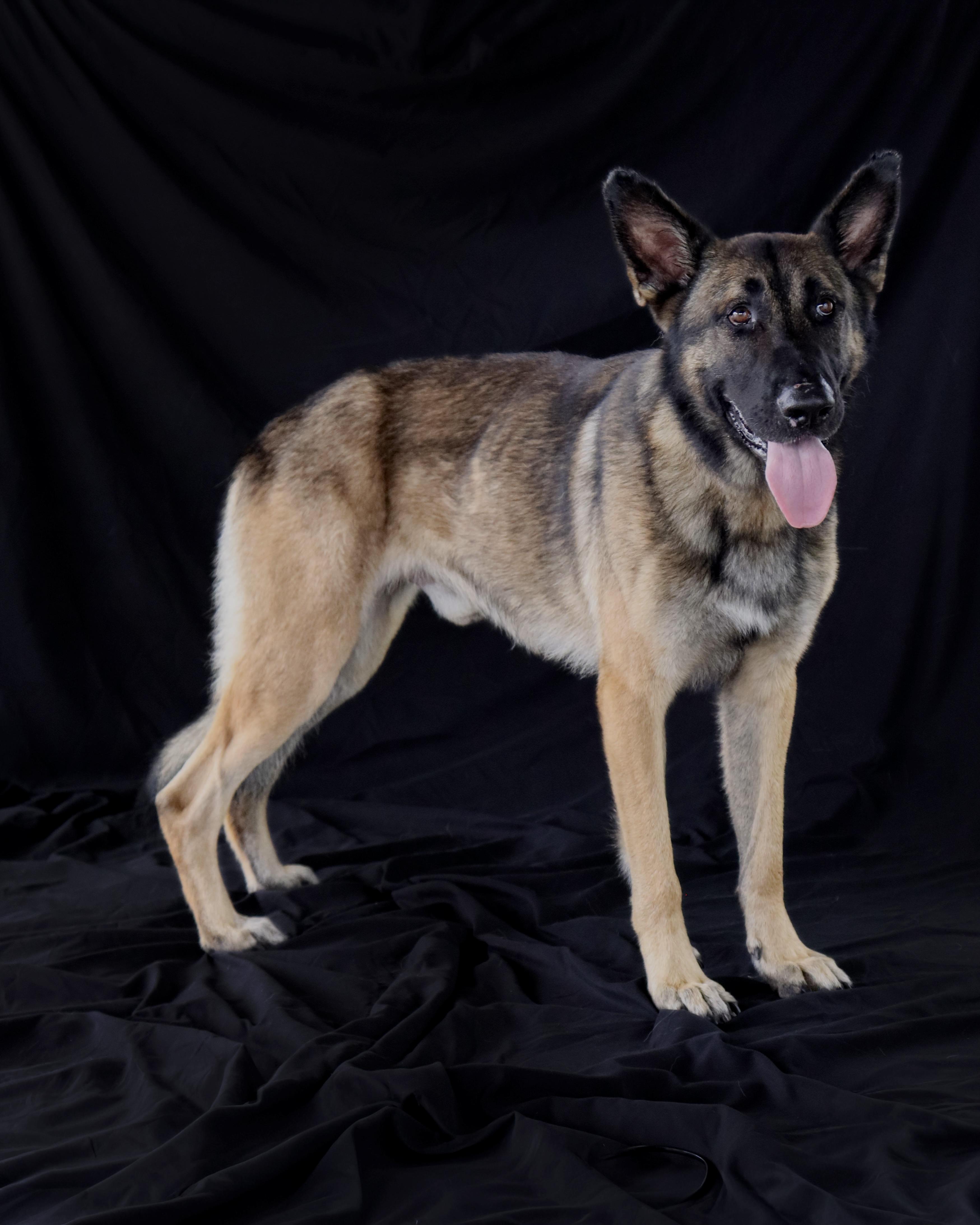 Rufus - AKA Rufus the Dufus!