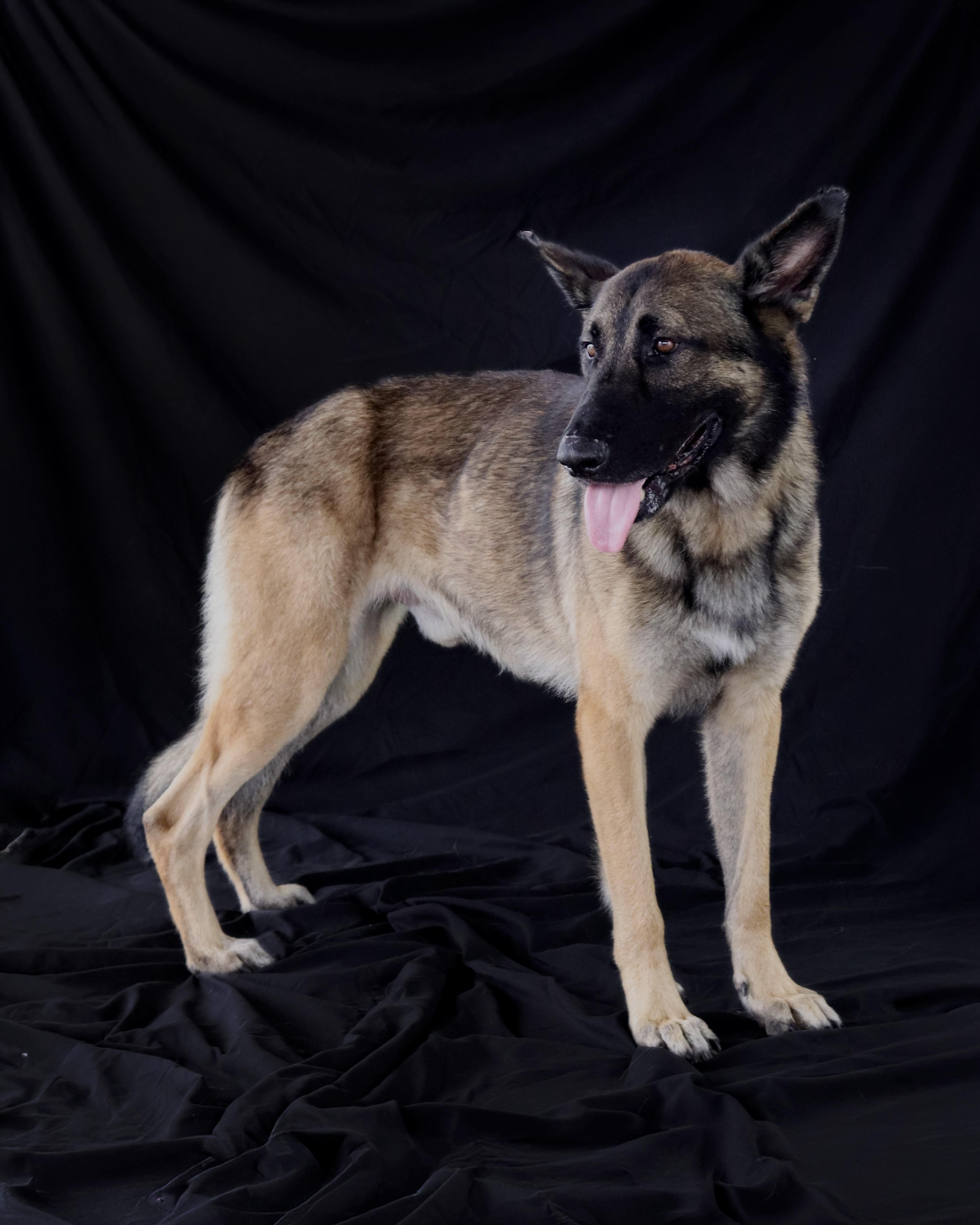 Rufus - AKA Rufus the Dufus!