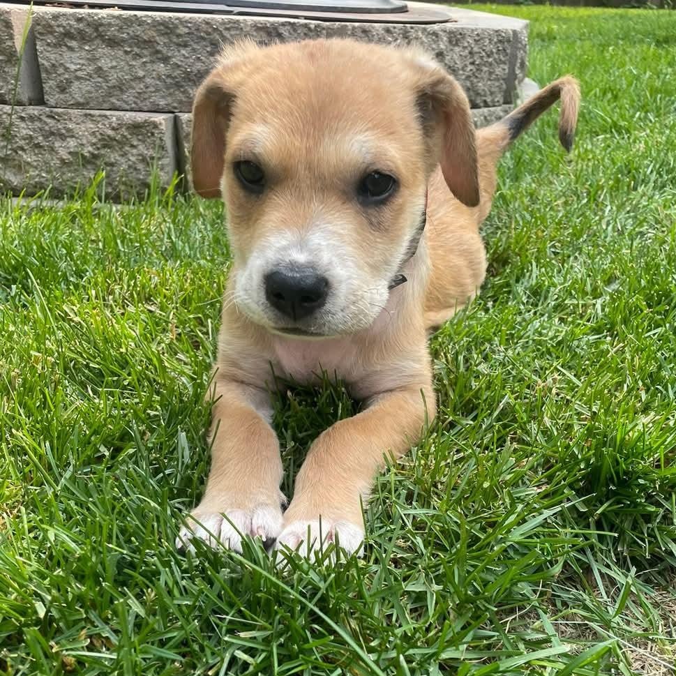 Rebel, Adopted, Puppy Male Hound.