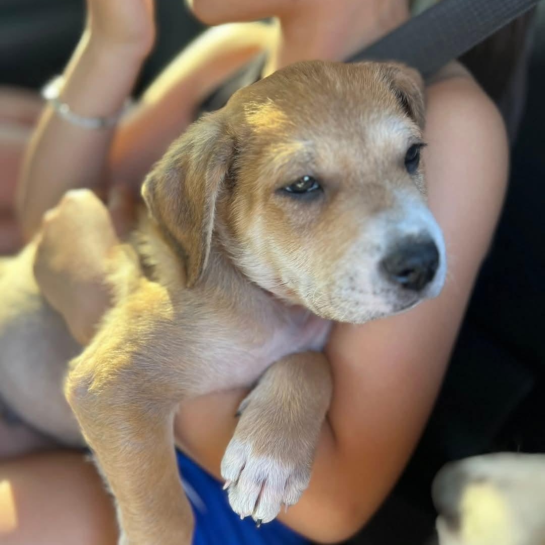 Enlarge Rebel, a Adopted Hound in Oswego, IL image 2/3