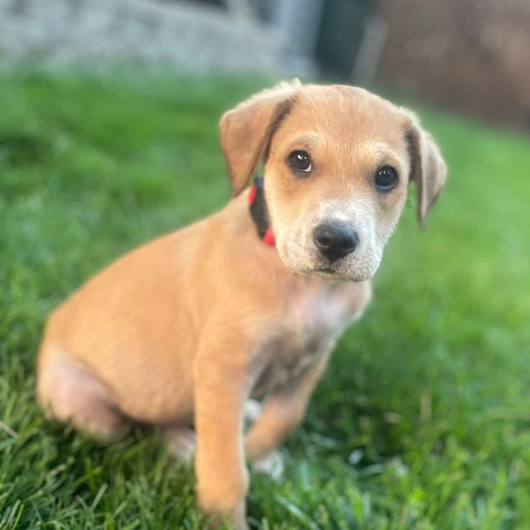 Enlarge Rebel, a Adopted Hound in Oswego, IL image 3/3