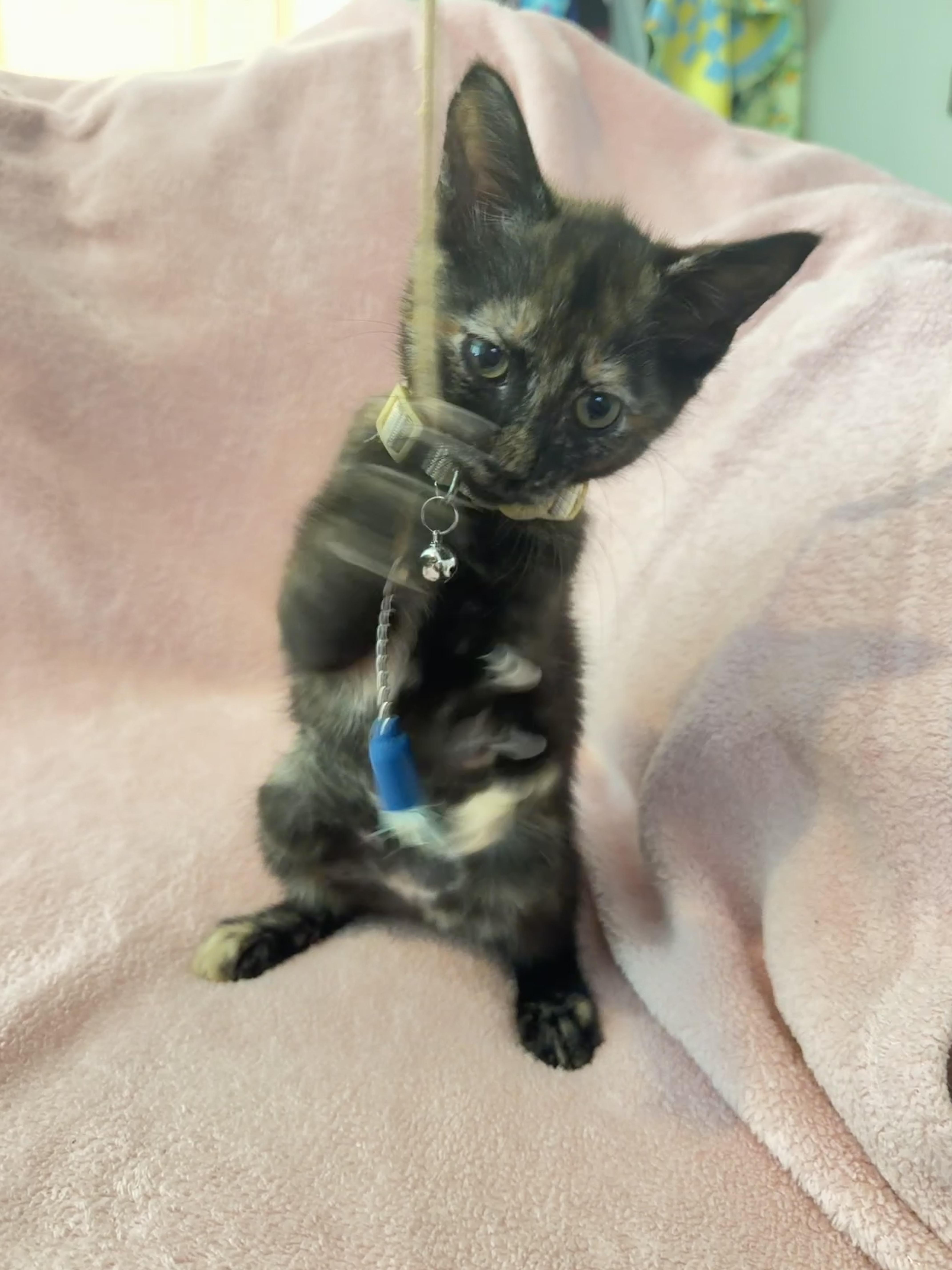 Enlarge Hermione, an adopted Tortoiseshell in Houston, TX image 2/6