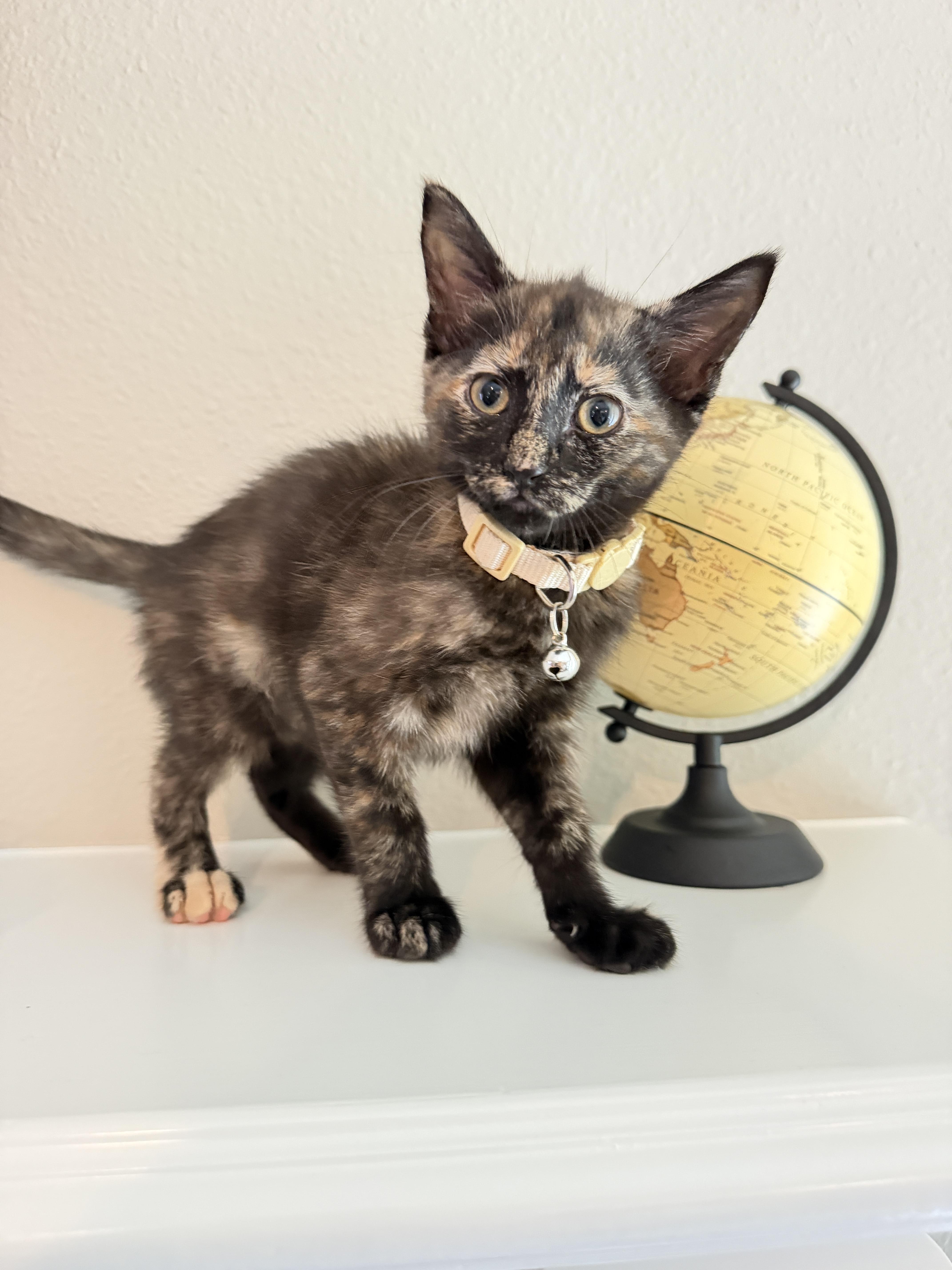 Hermione, adopted, Kitten Female Tortoiseshell.