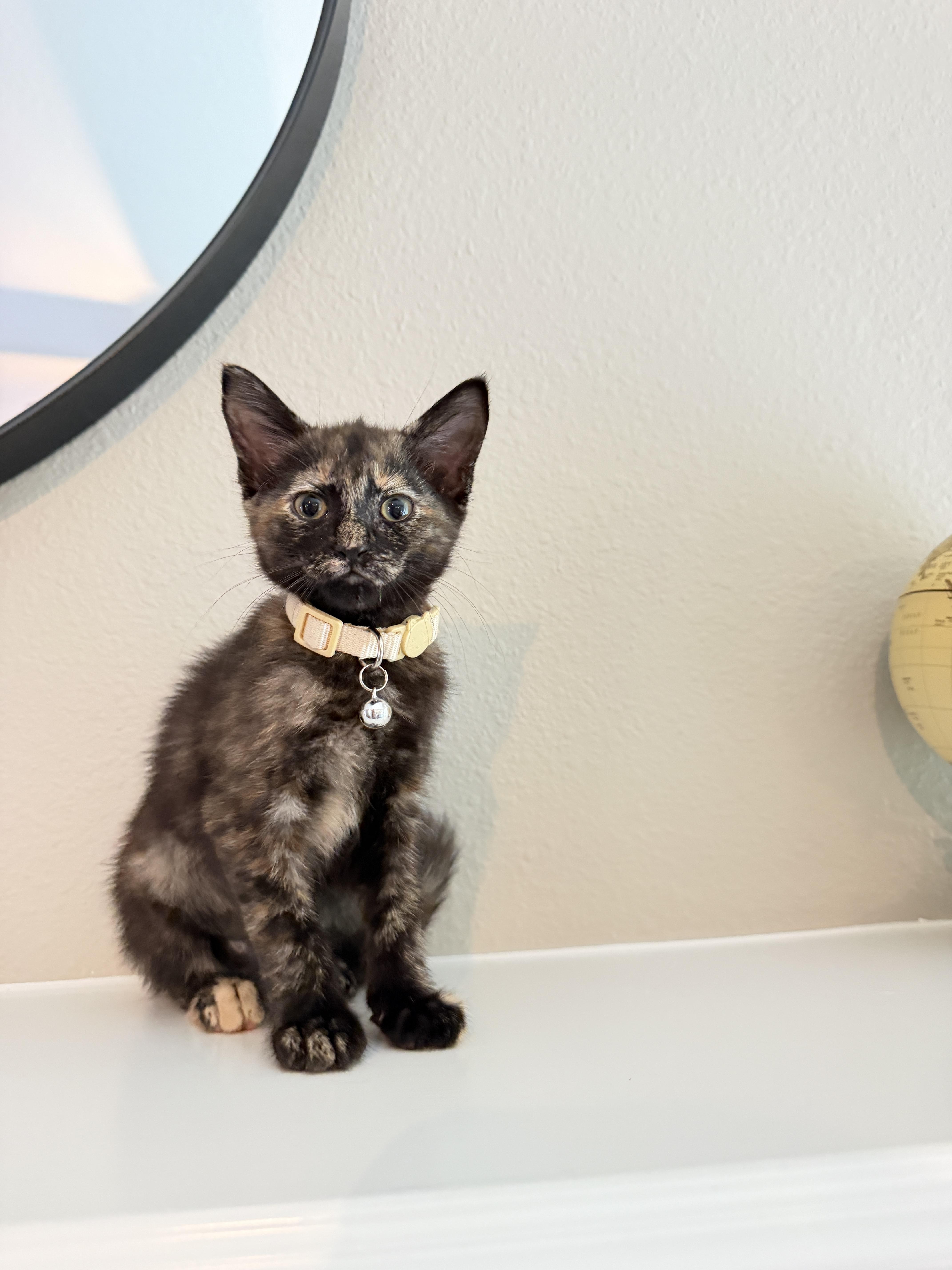 Enlarge Hermione, an adopted Tortoiseshell in Houston, TX image 5/6