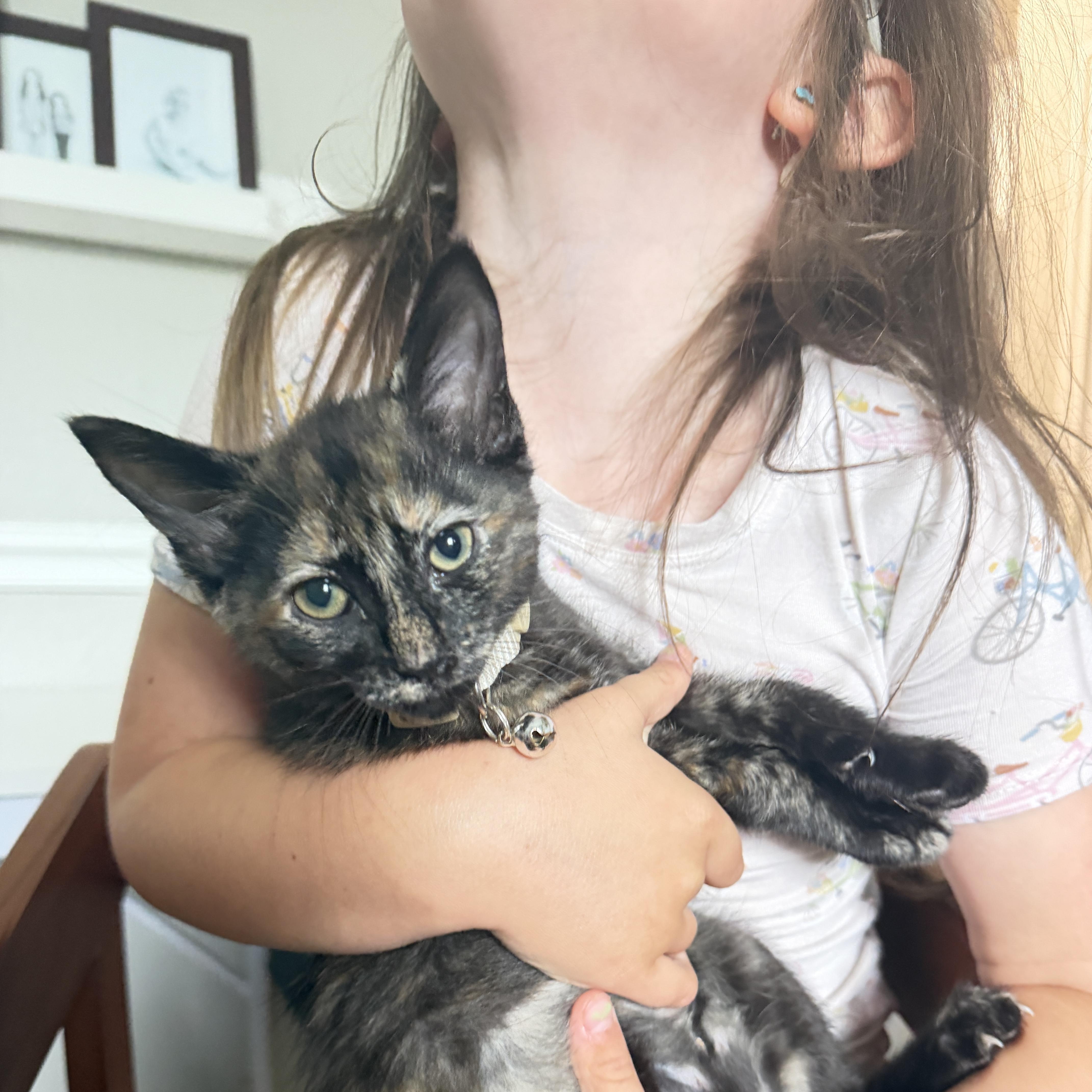 Enlarge Hermione, an adopted Tortoiseshell in Houston, TX image 3/6