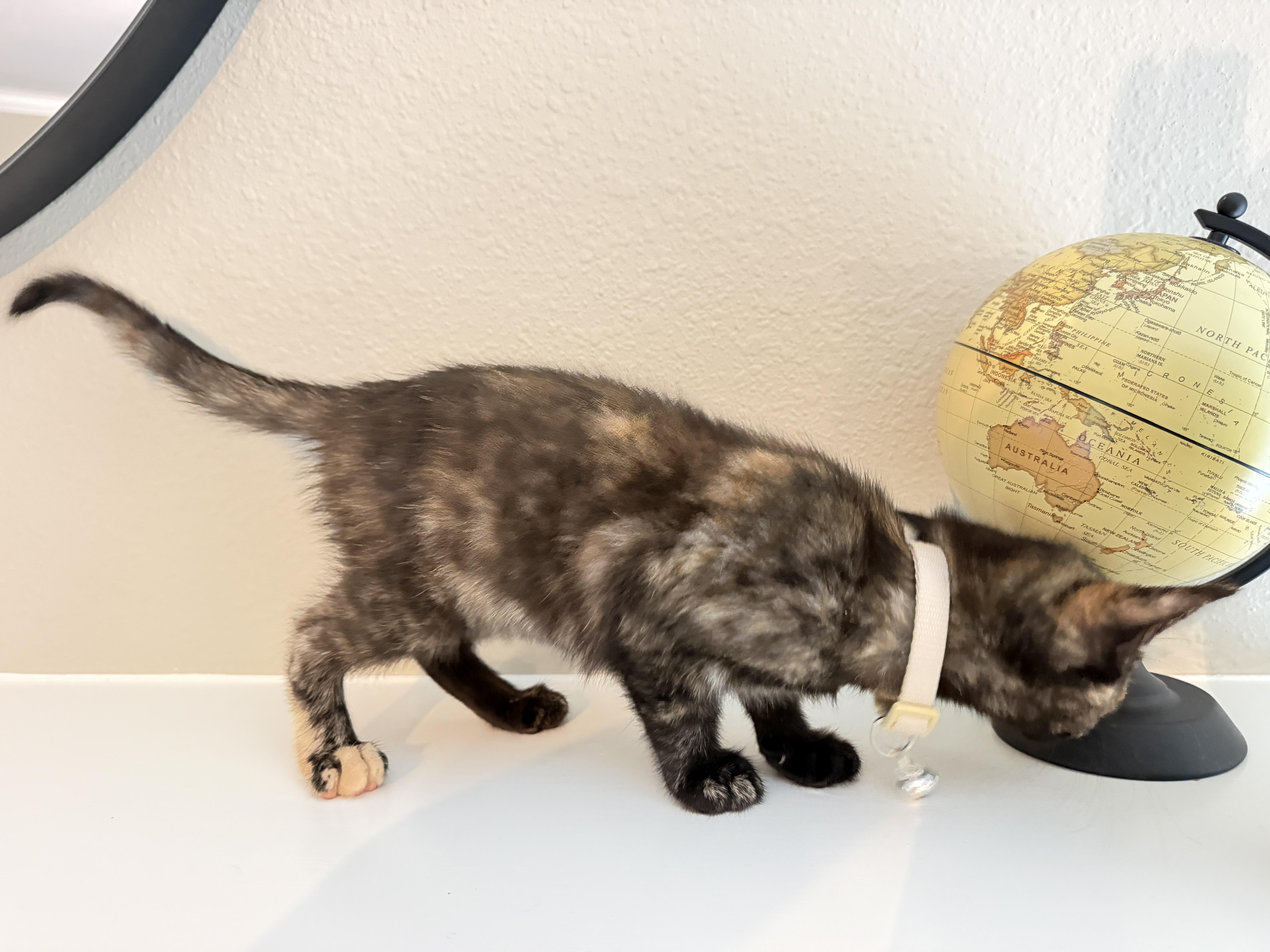 Enlarge Hermione, an adopted Tortoiseshell in Houston, TX image 4/6