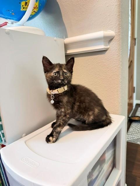 Enlarge Hermione, an adopted Tortoiseshell in Houston, TX image 6/6
