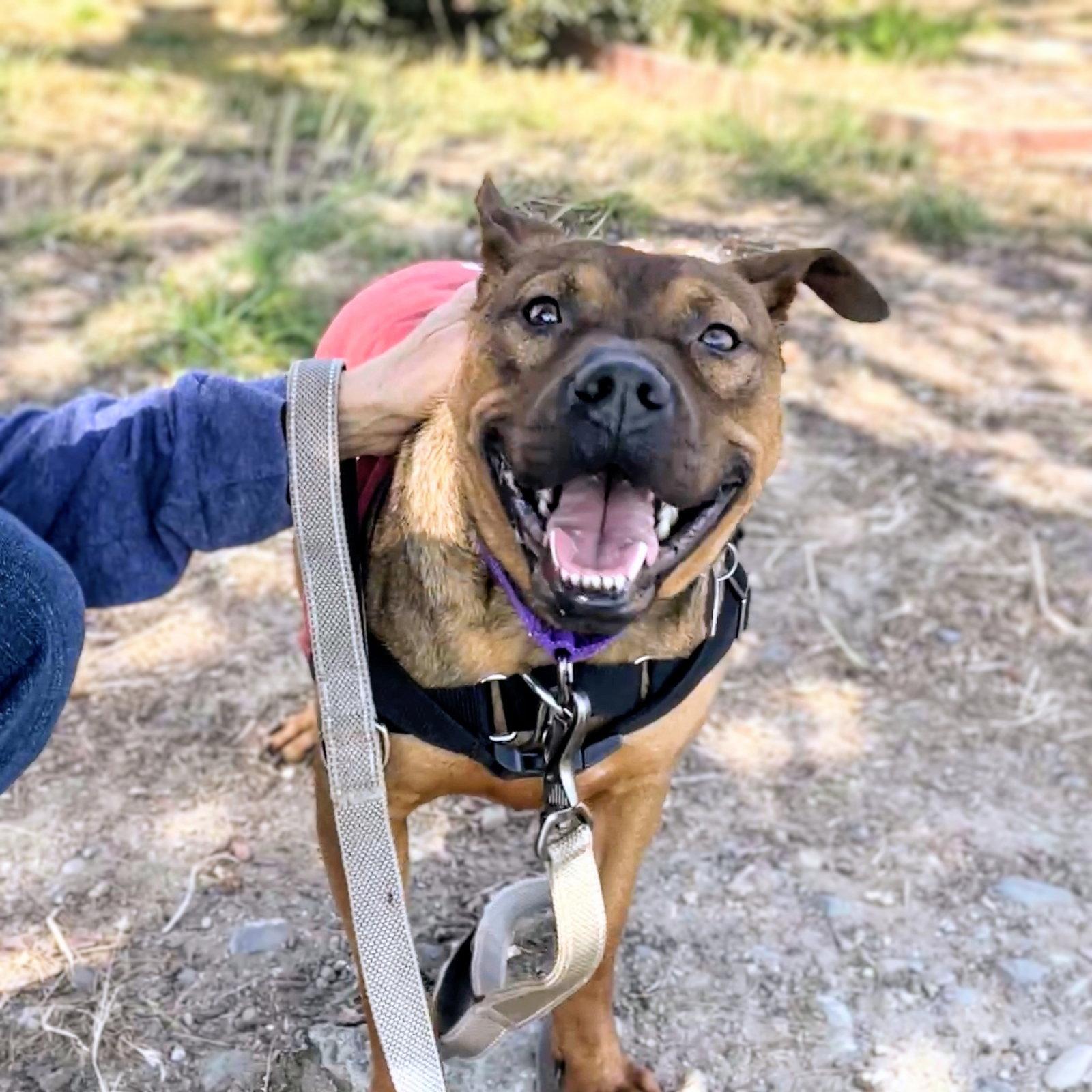 Enlarge Newman, a Adoptable Pit Bull Terrier in Oakland, CA image 1/3