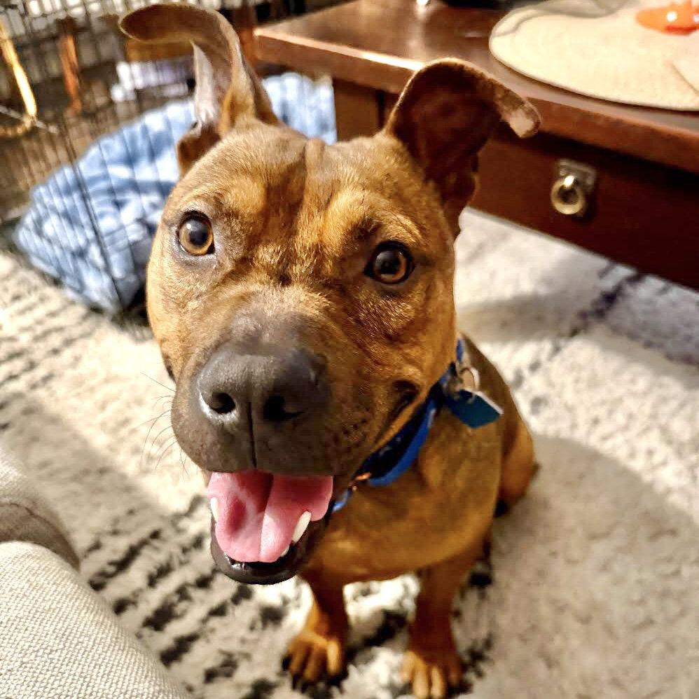 Enlarge Newman, a Adoptable Pit Bull Terrier in Oakland, CA image 2/3