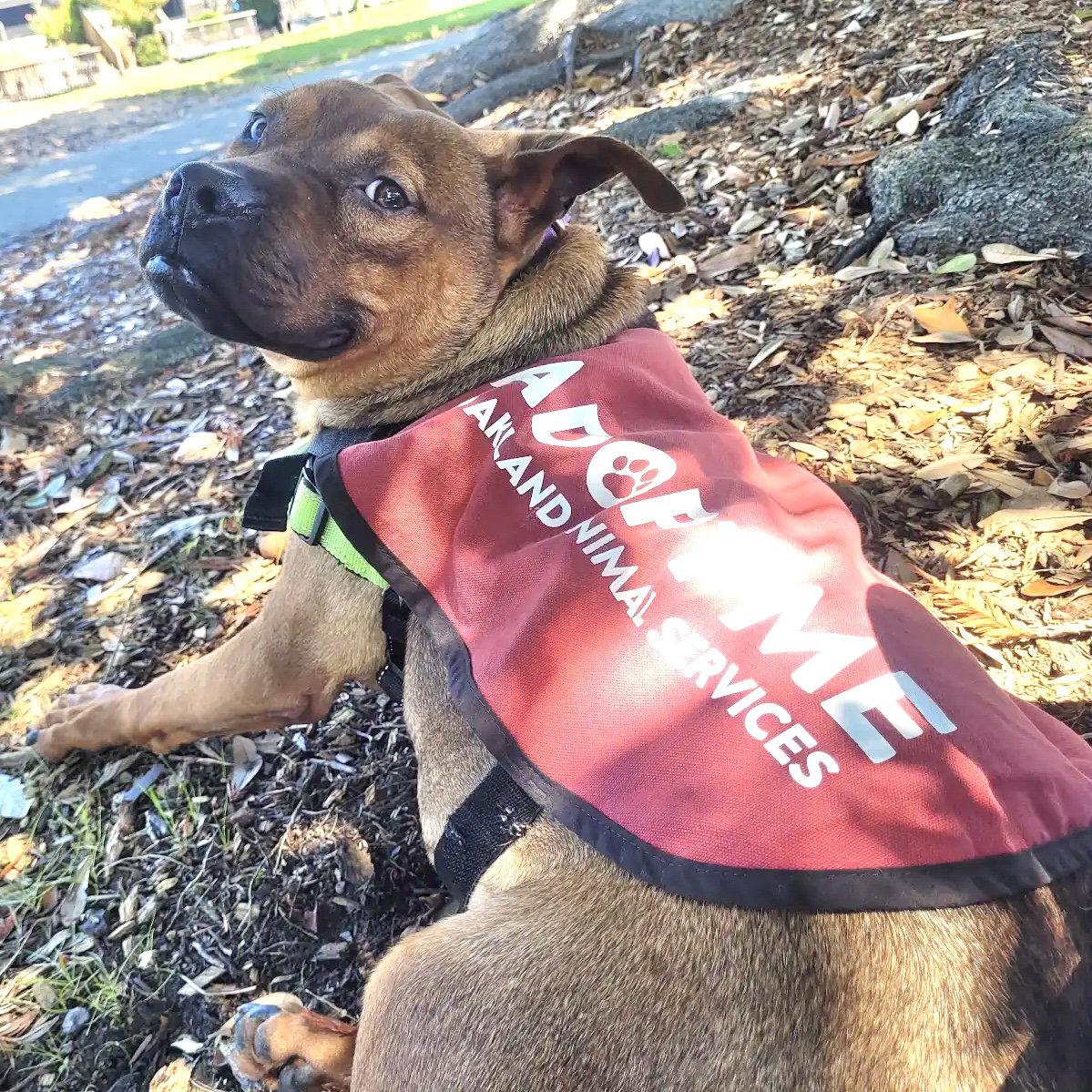 Enlarge Newman, a Adoptable Pit Bull Terrier in Oakland, CA image 3/3