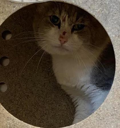 Spicy rack-Barn cat, Adoptable, Adult Male Domestic Short Hair & Domestic Short Hair.