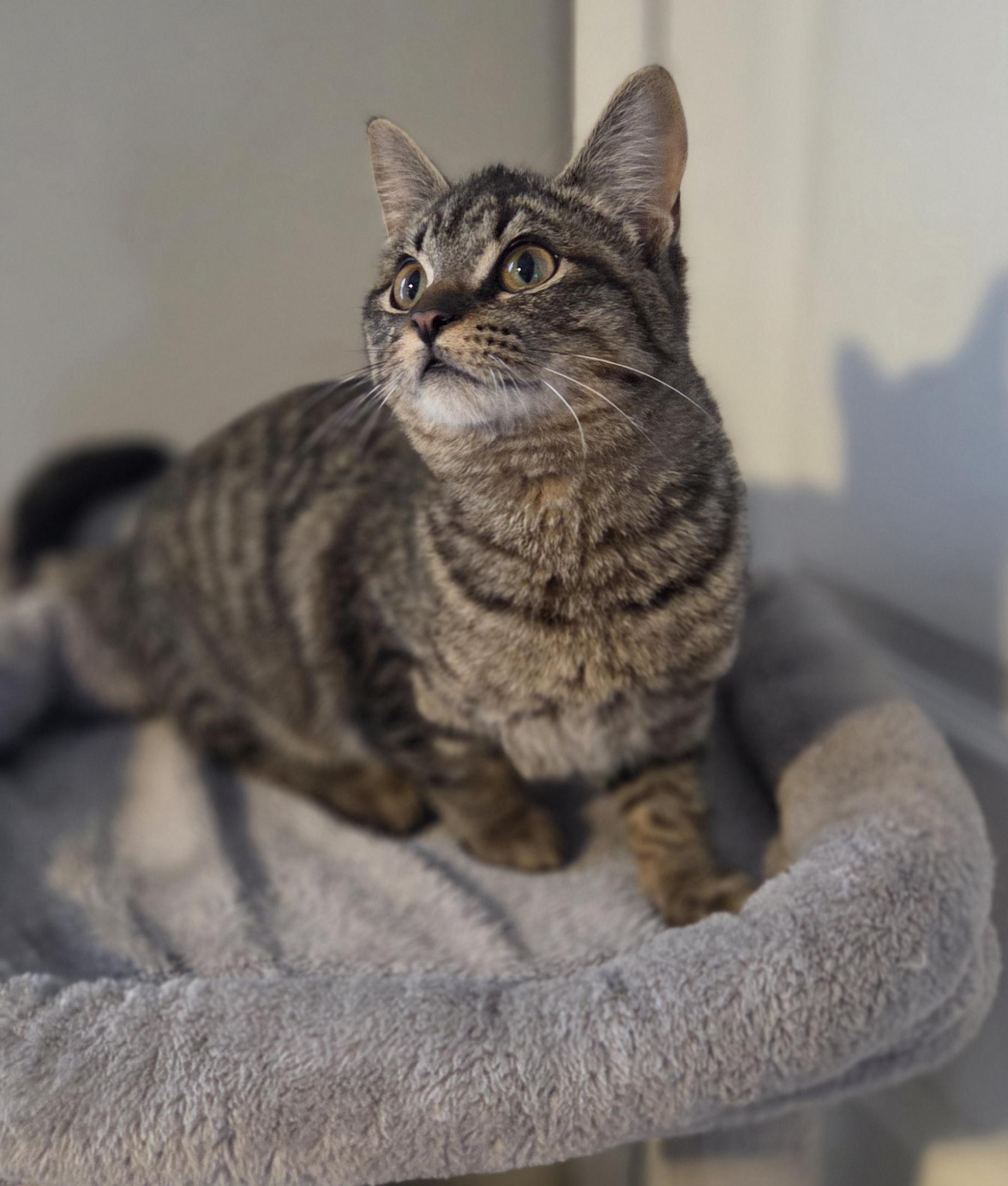 Enlarge Bumble (and Chamble), an adopted Tabby in Brighton, MI image 2/6