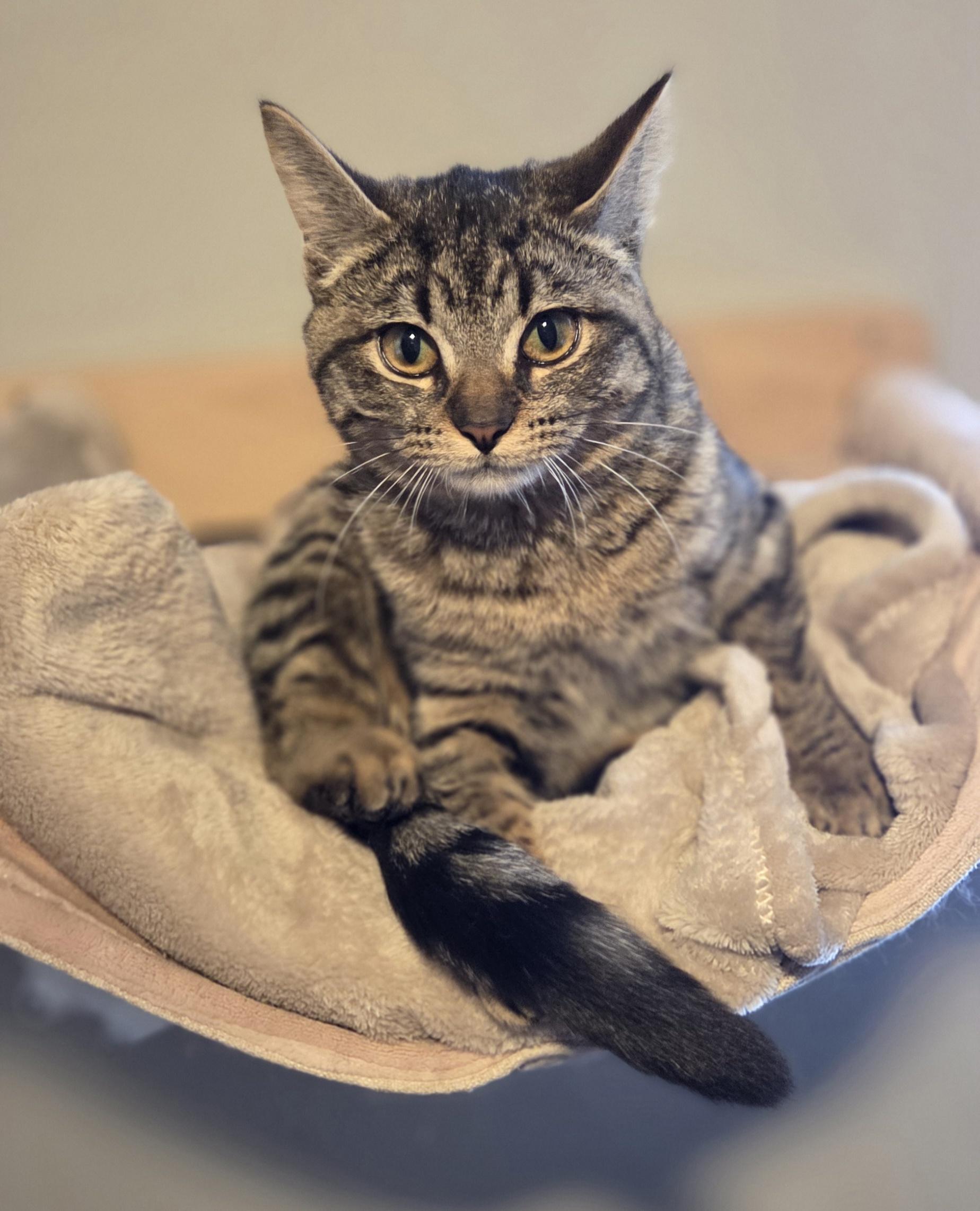 Enlarge Bumble (and Chamble), an adopted Tabby in Brighton, MI image 3/6