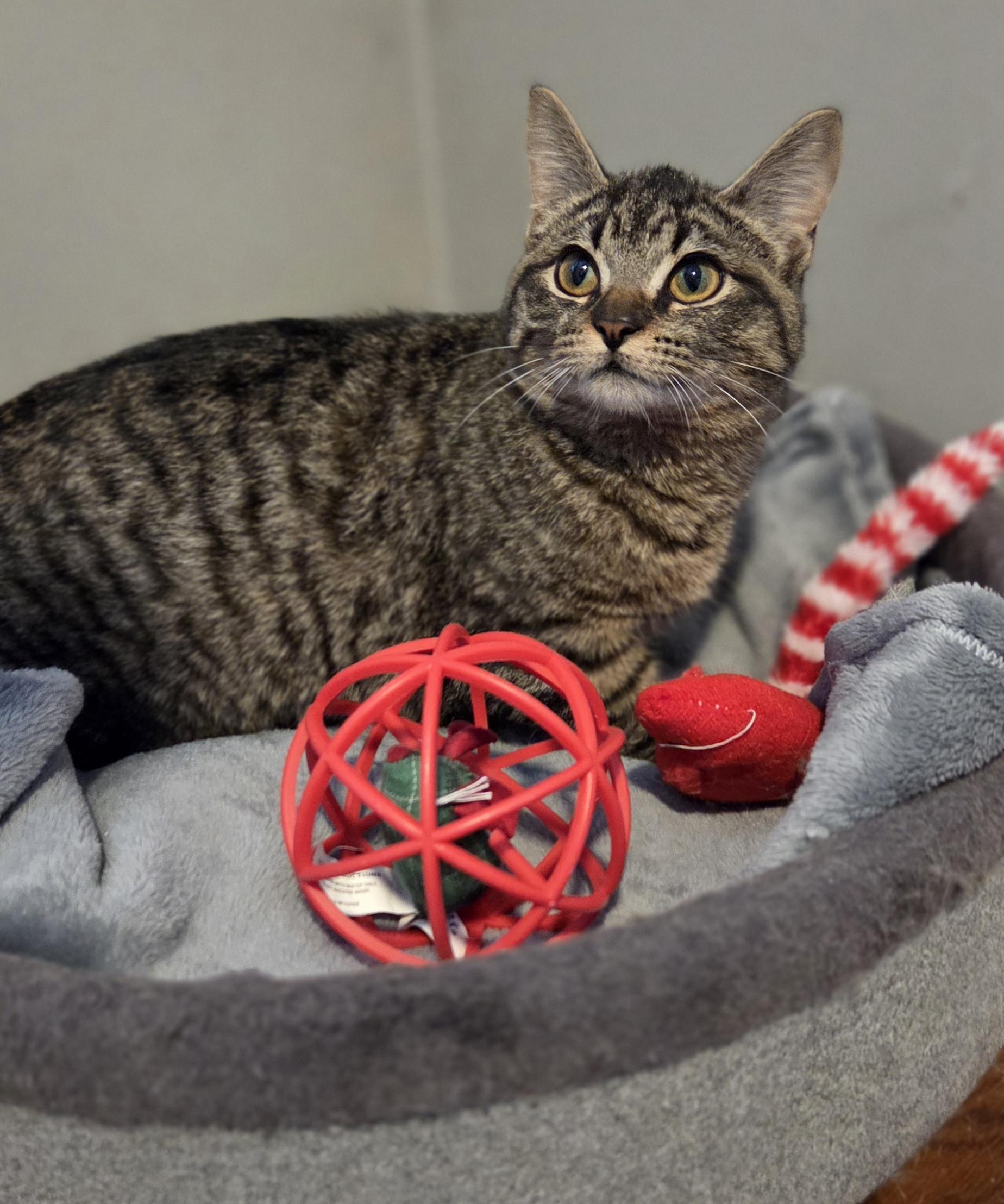 Enlarge Bumble (and Chamble), an adopted Tabby in Brighton, MI image 4/6