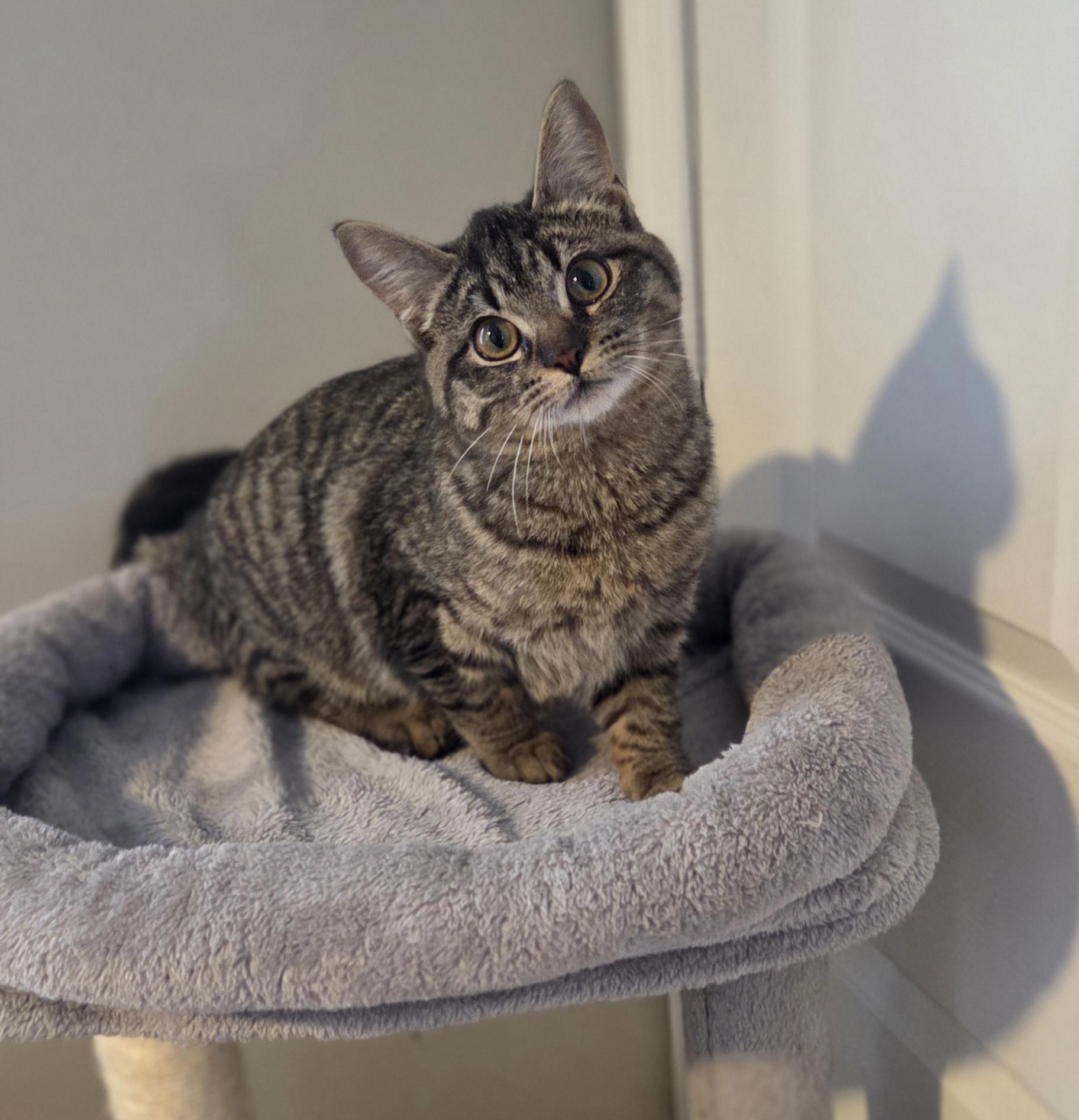 Enlarge Bumble (and Chamble), an adopted Tabby in Brighton, MI image 5/6