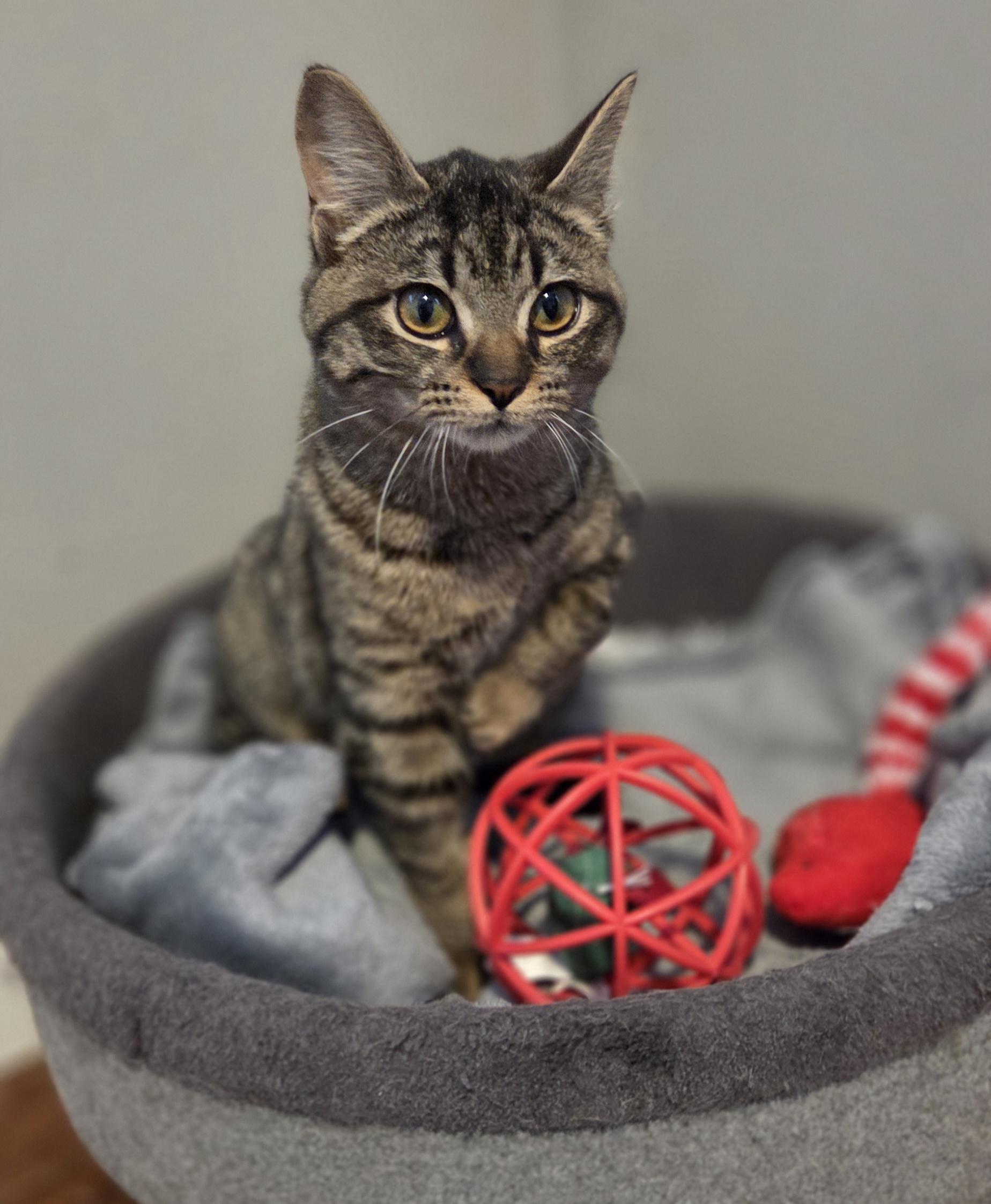 Bumble (and Chamble), adopted, Kitten Female Tabby.