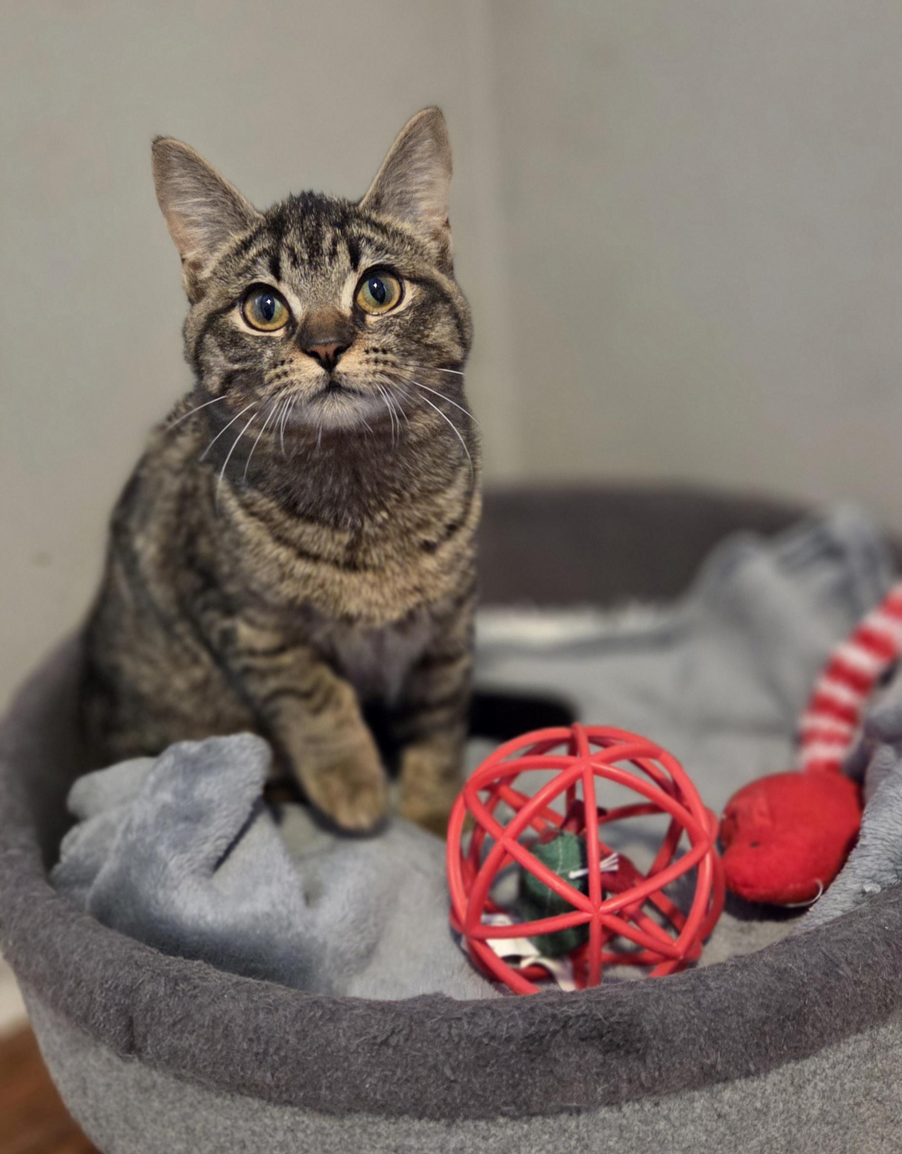 Enlarge Bumble (and Chamble), an adopted Tabby in Brighton, MI image 6/6