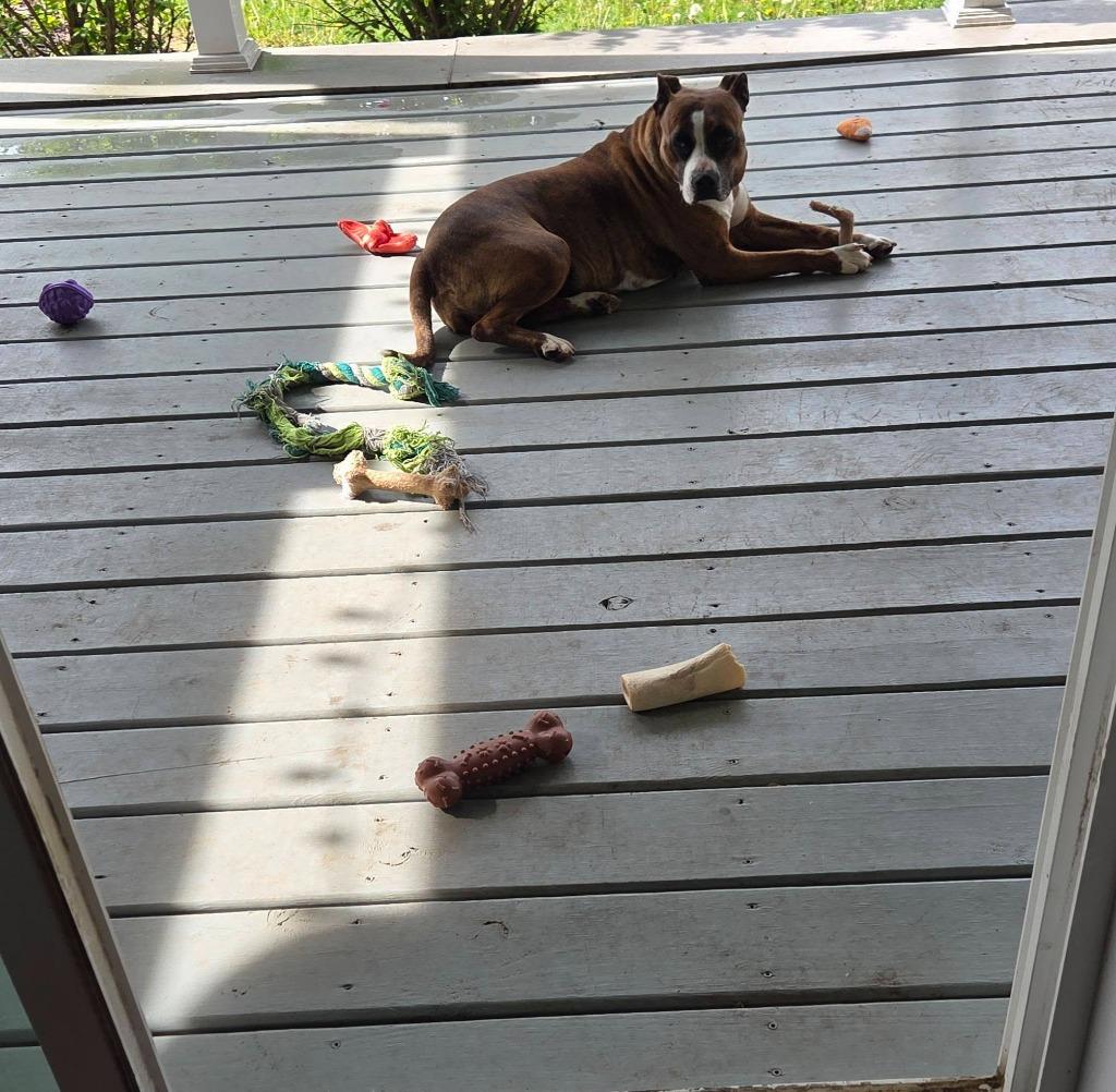 Bella B, a Adoptable mixed breed in Fond Du Lac, WI image 1/6